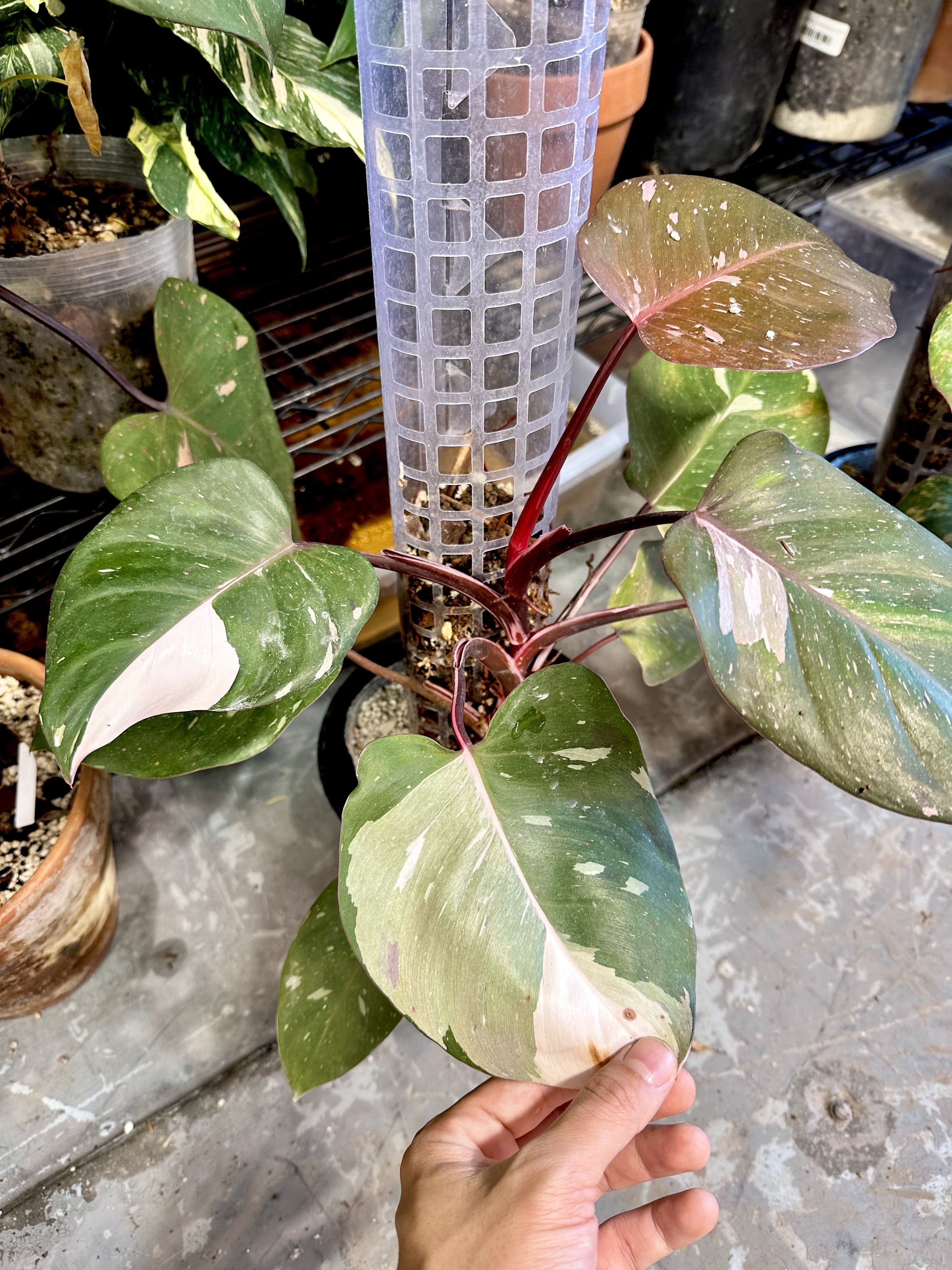 Philodendron Red Anderson 1 leaf slightly rooted in water