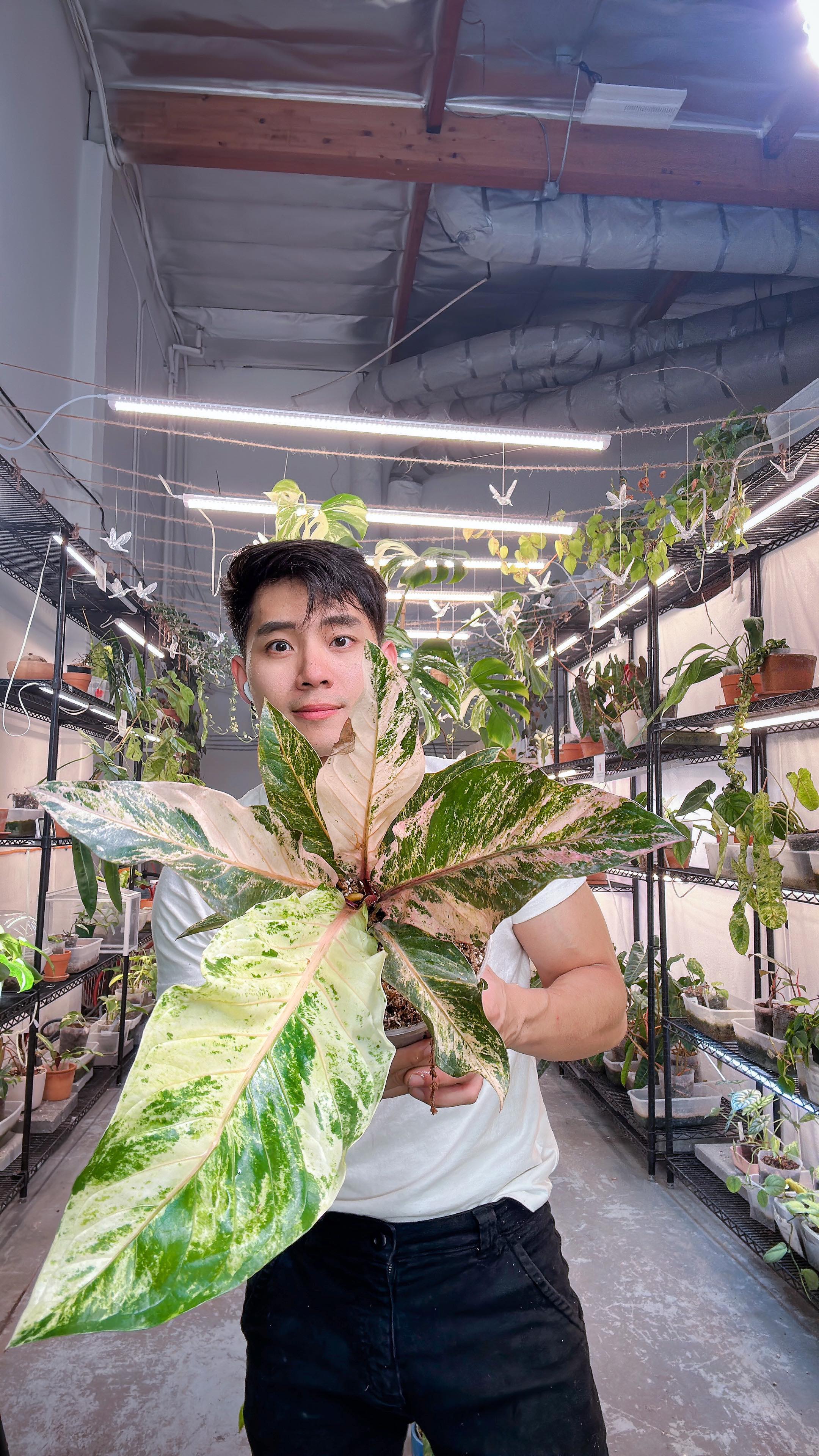 Anthurium Renaissance Variegated  Rooted node