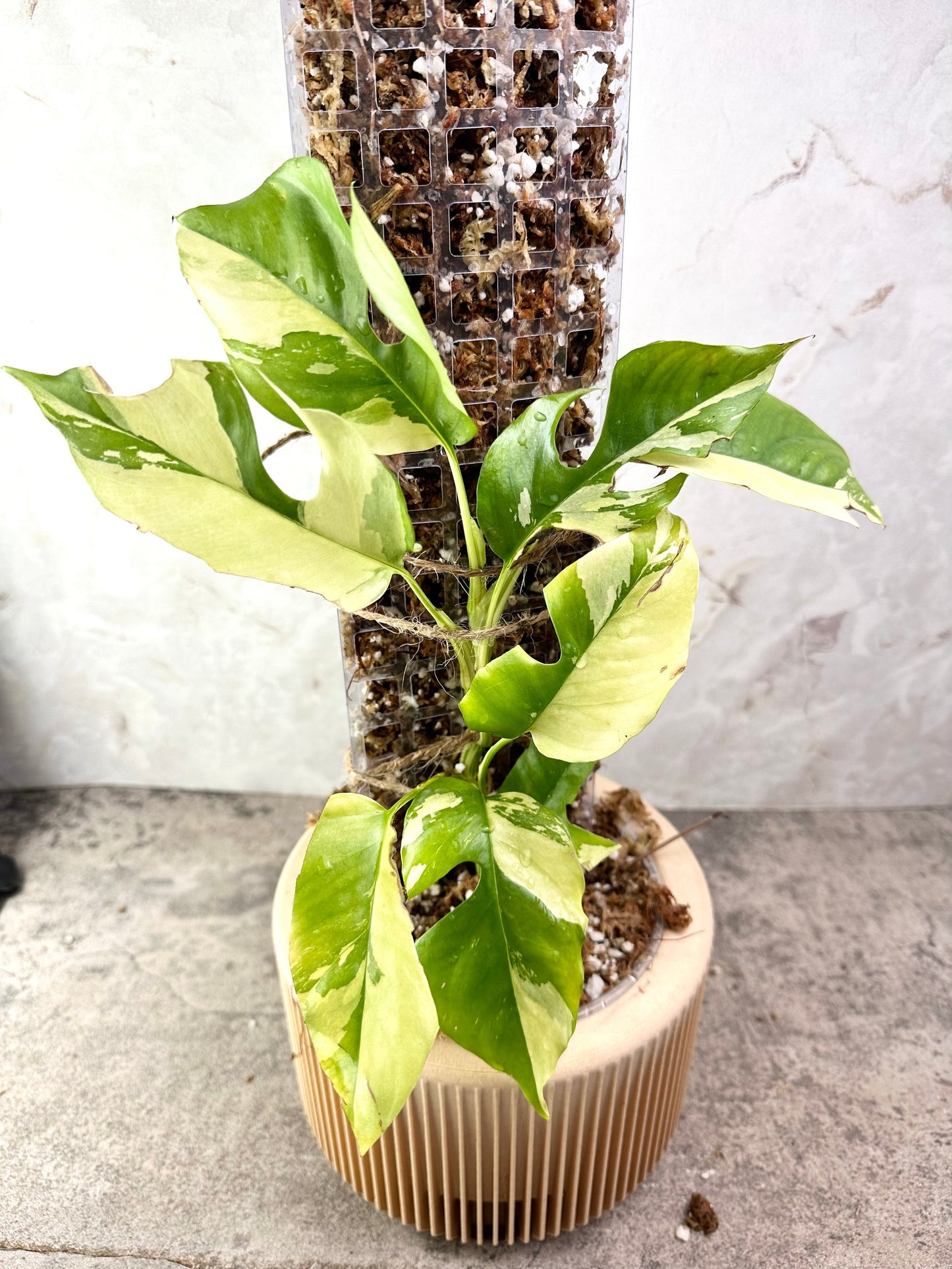 Rhaphidophora tetrasperma variegated Rooted node 1 sprout