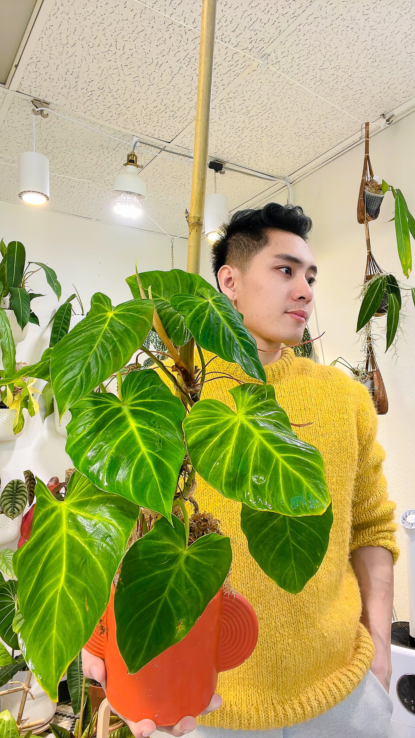 philodendron Verrucosum San Miguel sprout slightly rooted