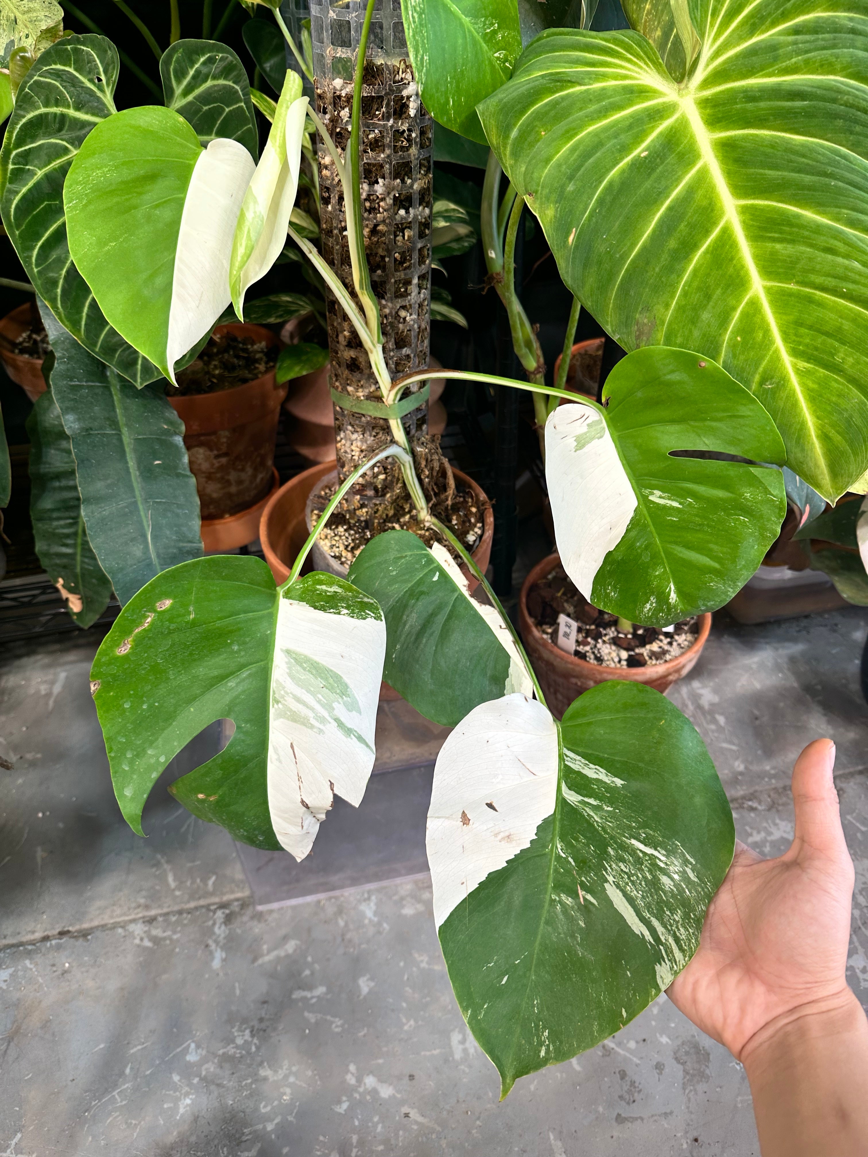 Monstera Albo Variegated rooting  top cutting double node 1 leaf