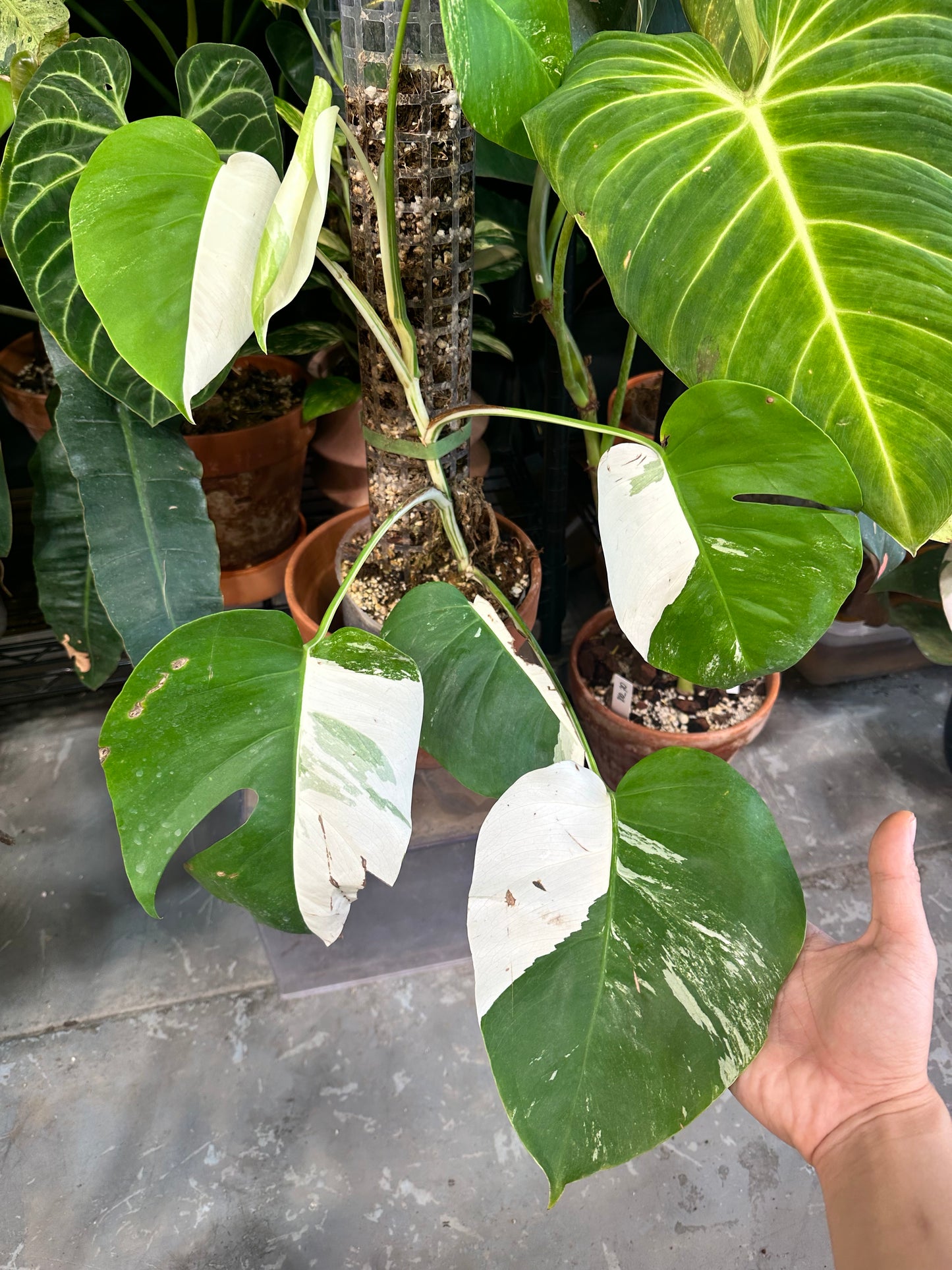 Monstera albo variegata Rooting sprout from sectoral mother plant