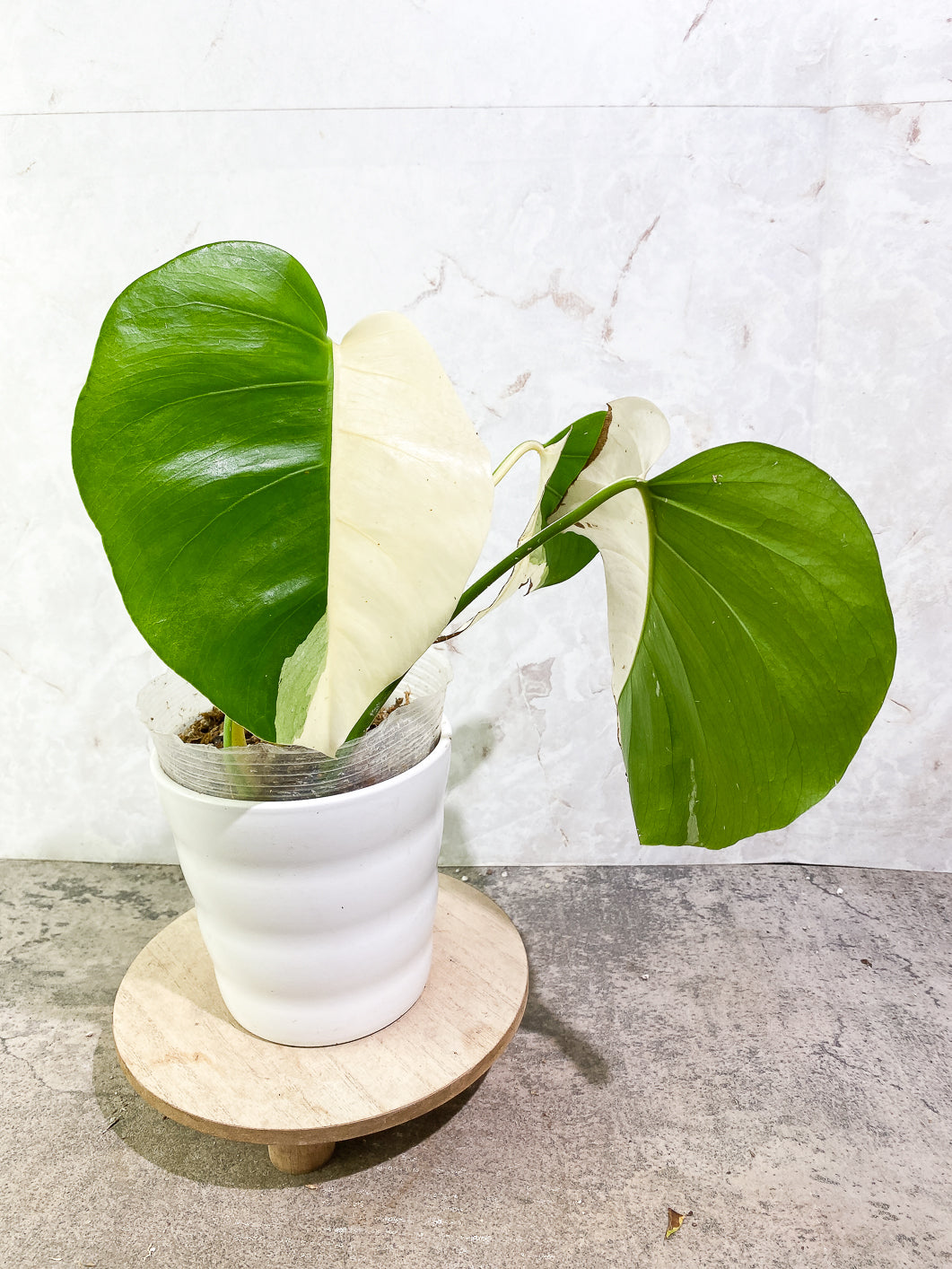 monstera albo variegata Rooting node from sectoral mother plant