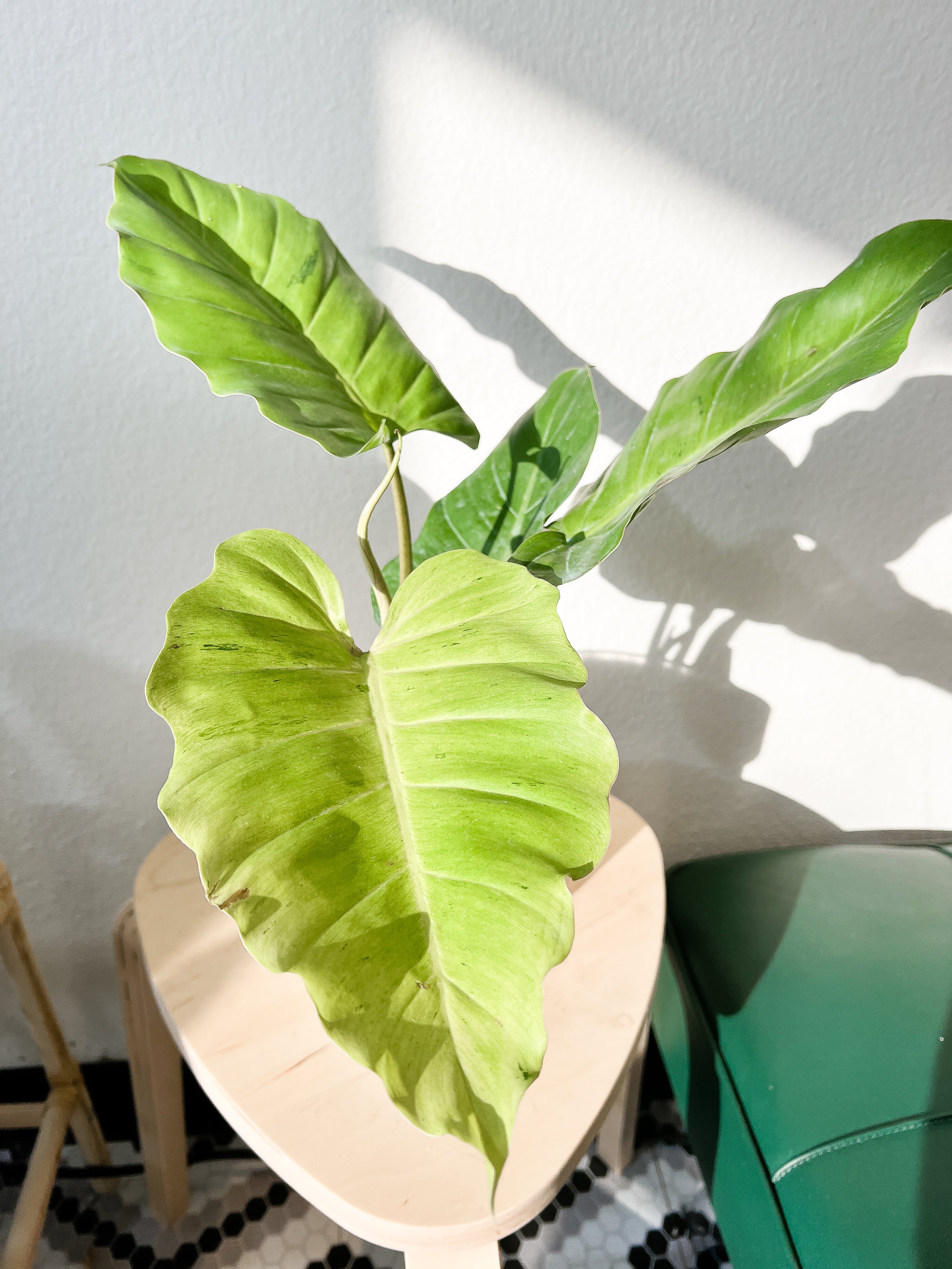 Grower Choice: Philodendron Snowdrifts (sun bleached) Slightly Rooted 1 leaf