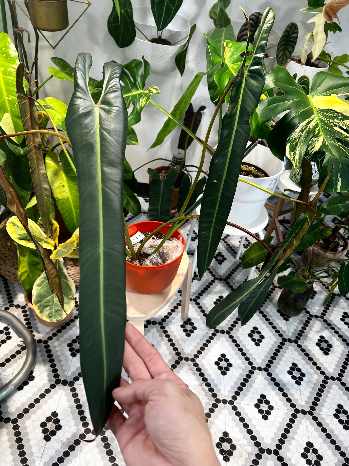 Philodendron Spiritus Santi unrooted chonk with 1 growing bud