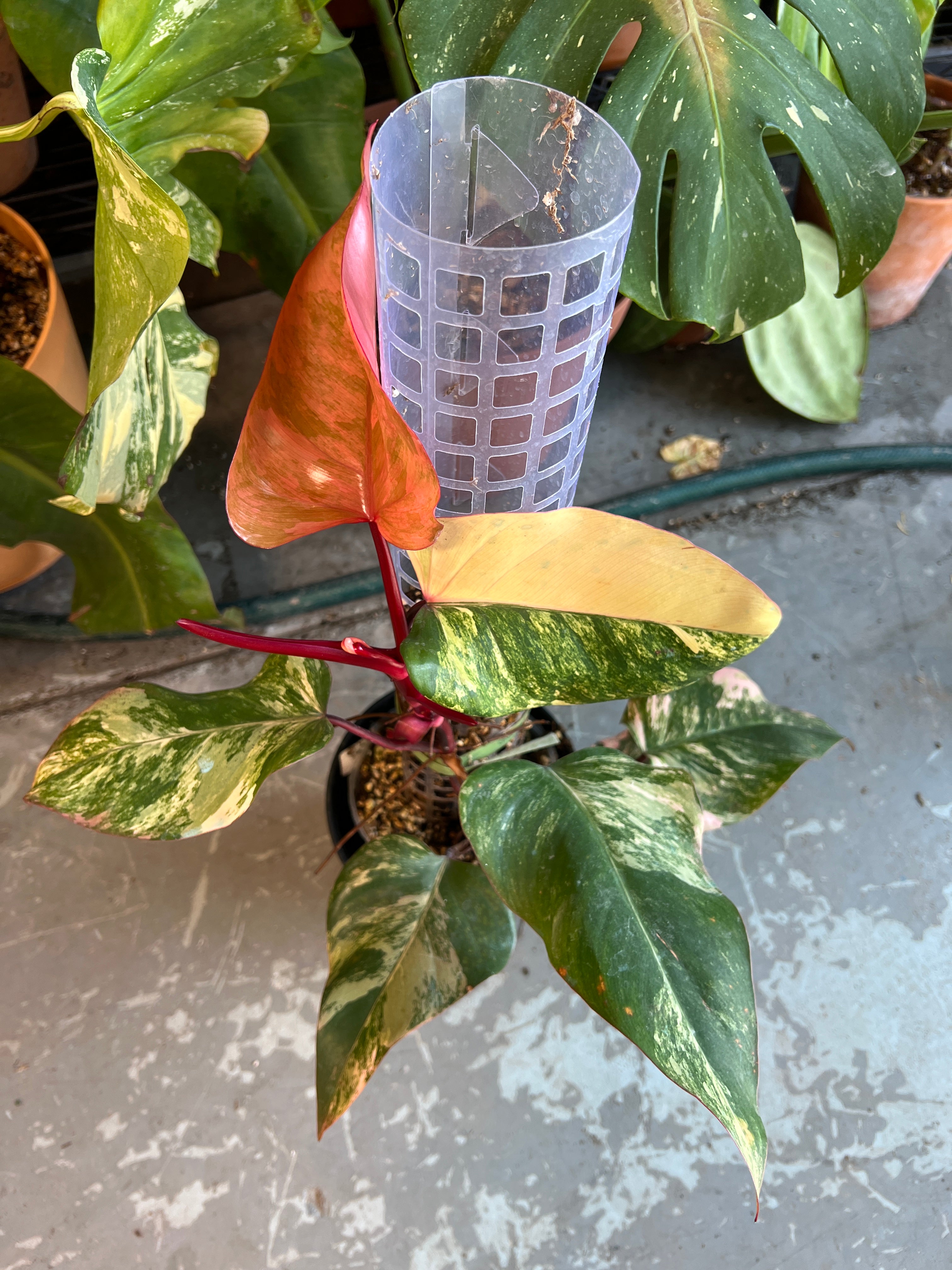 Philodendron Strawberry Shake rooting multiple nodes.