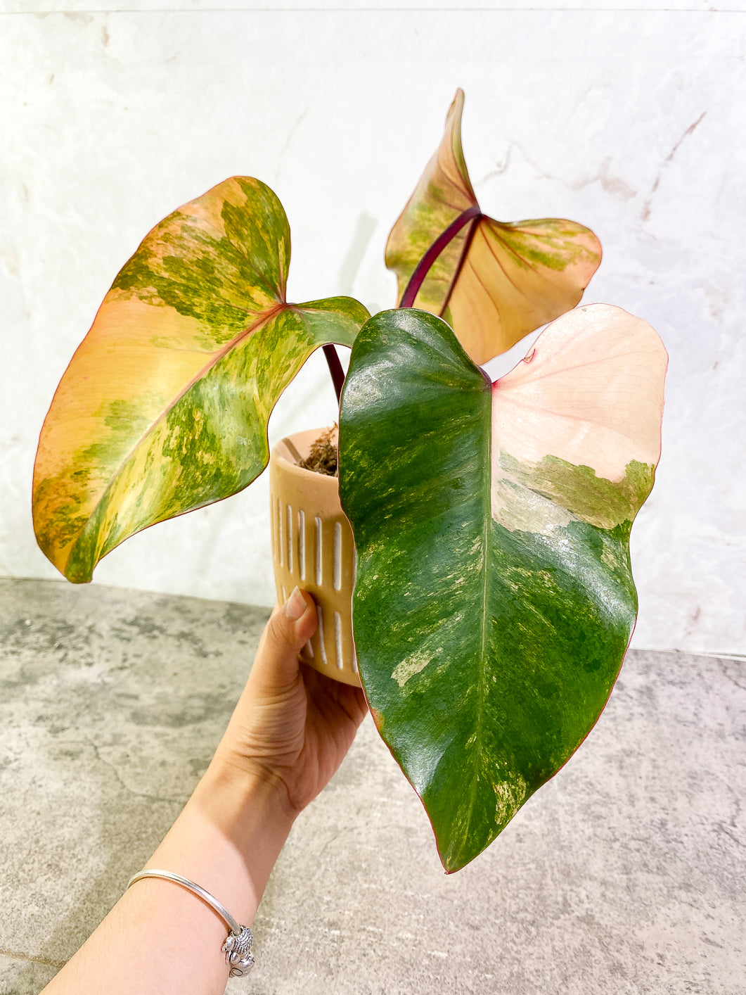 Philodendron Strawberry Shake 1 leaf