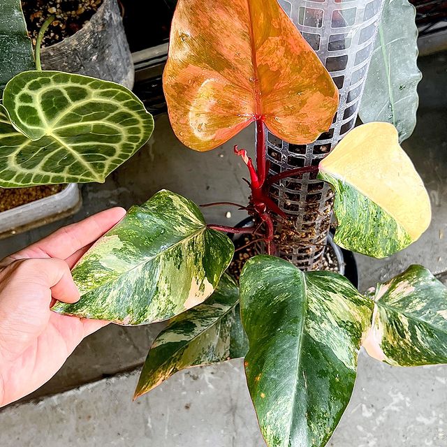 Philodendron Strawberry Shake  Slightly Rooted 1 leaf 1 sprout Top Cutting Highly Variegated