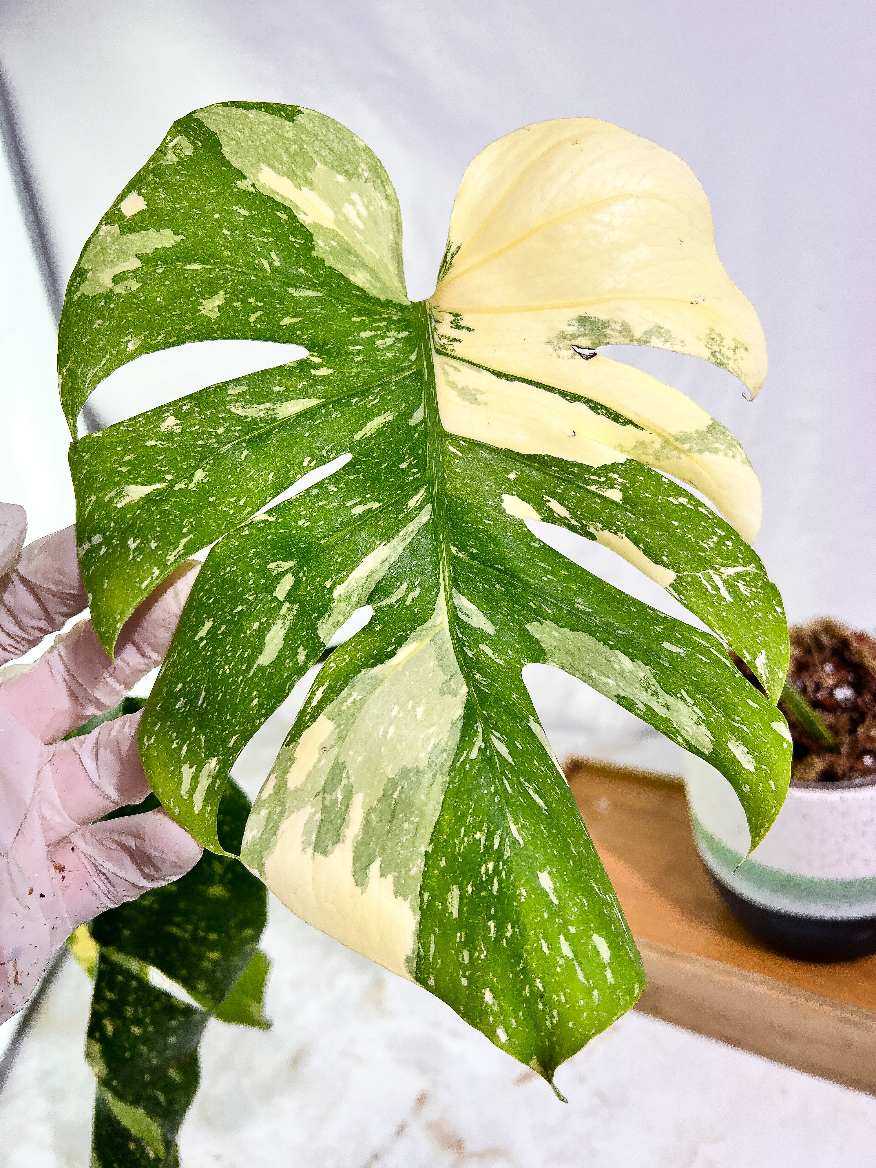 Monstera Thai Constellation Slightly Rooted node from Highly Variegated  mother plant