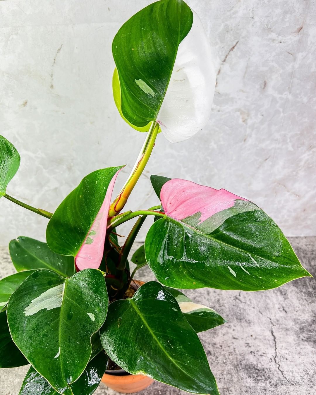 Philodendron White Princess tricolor Rooted