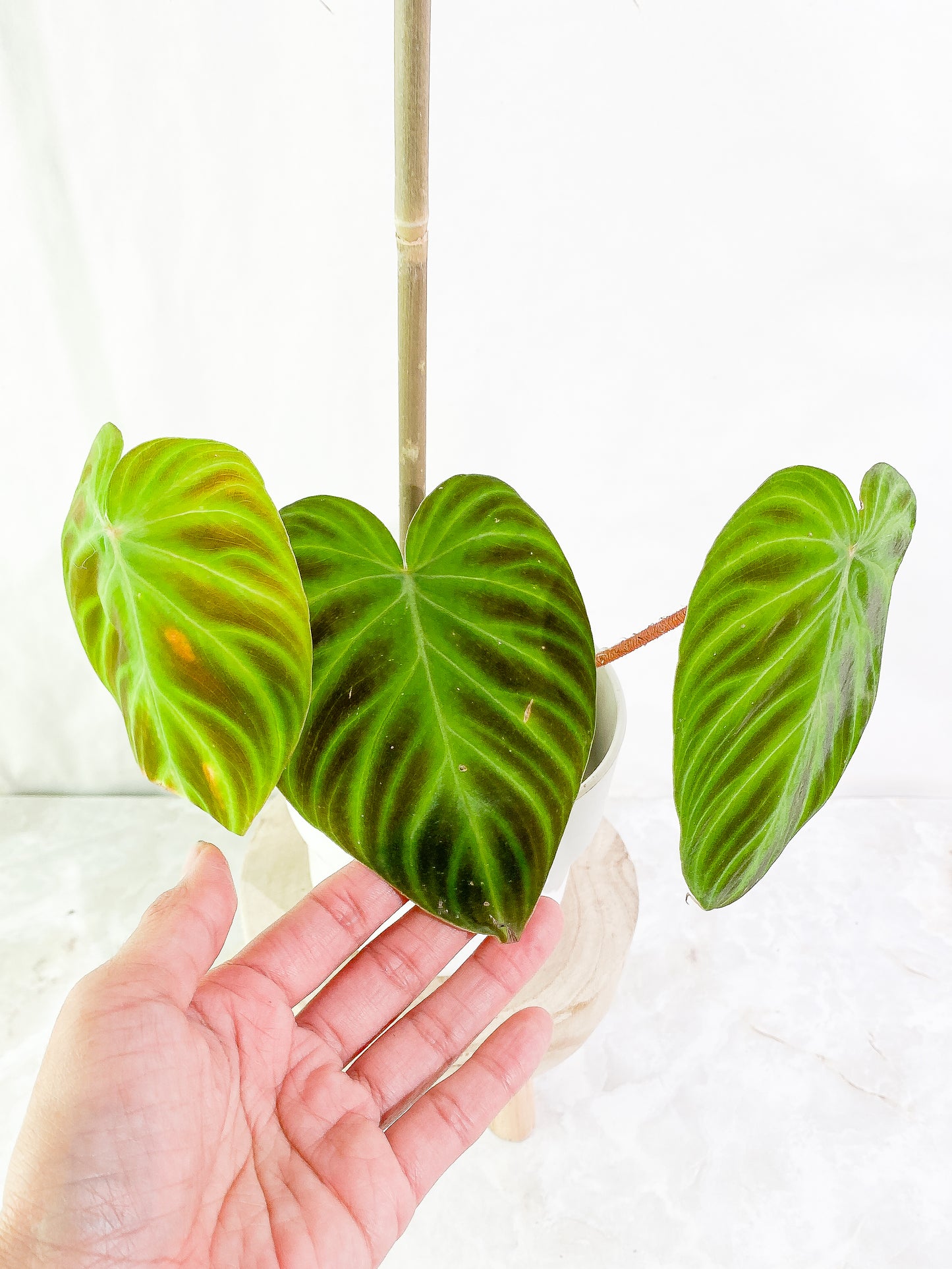 Philodendron Verrucosum glow small node with 1 sprout slightly rooted