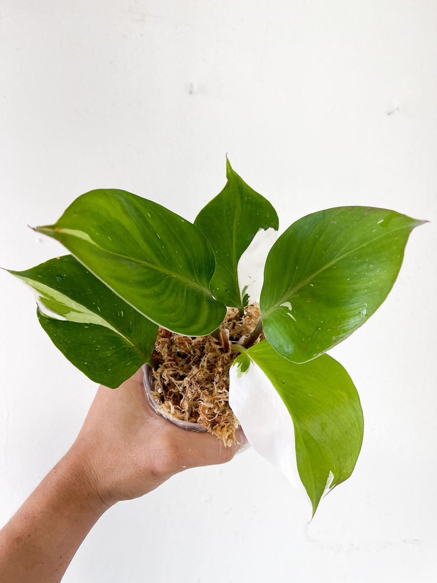 Philodendron White Knight unrooted cutting 1 leaf with 1 growing eye.  (First photo is the mother plant, which is not included in this sale)
