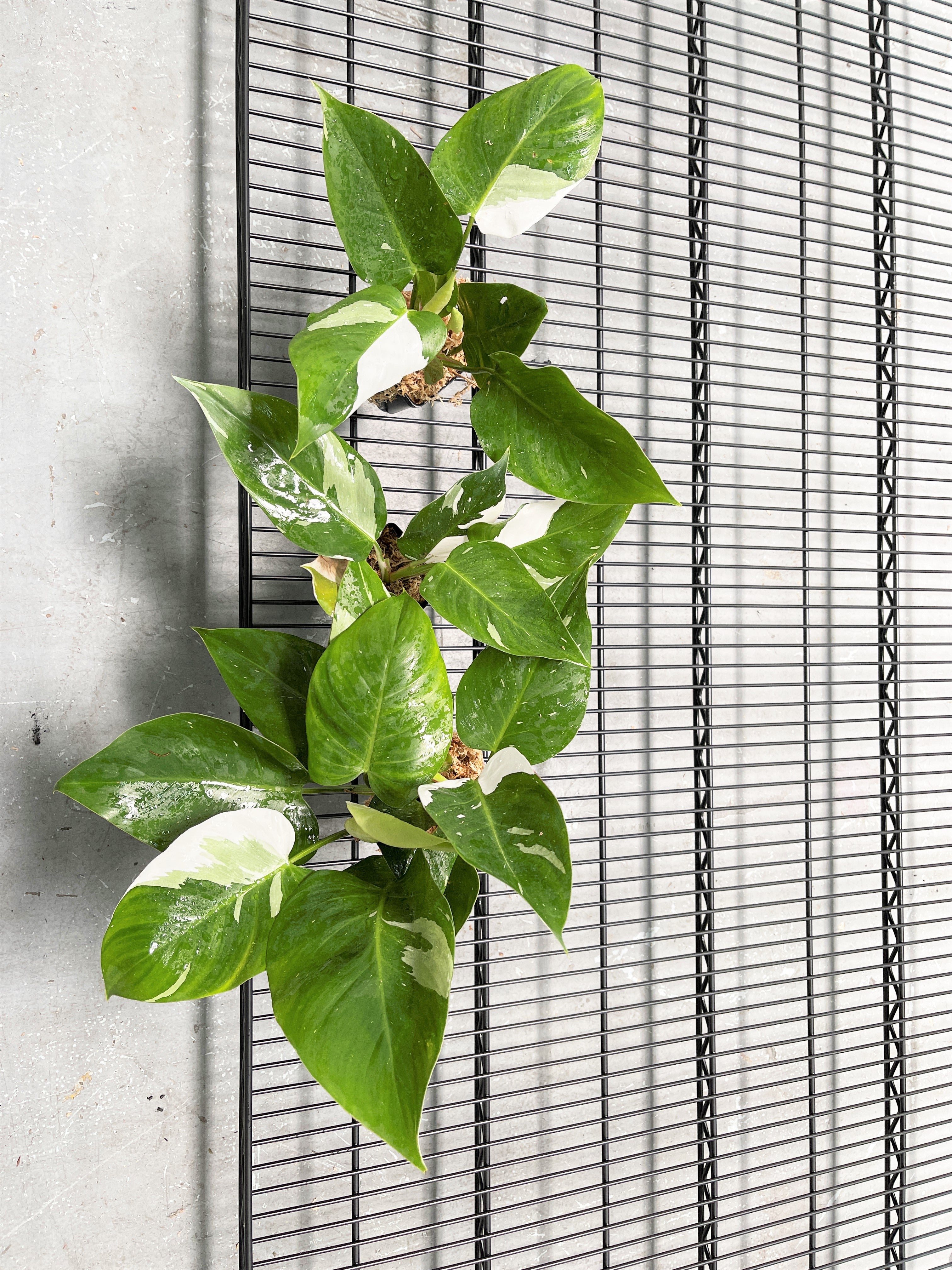 Highly Variegated Philodendron White Princess unrooted  Cutting 1 leaf with 1 growing eye.  (Sample mother plants are in last photo which is not included in this sale. )