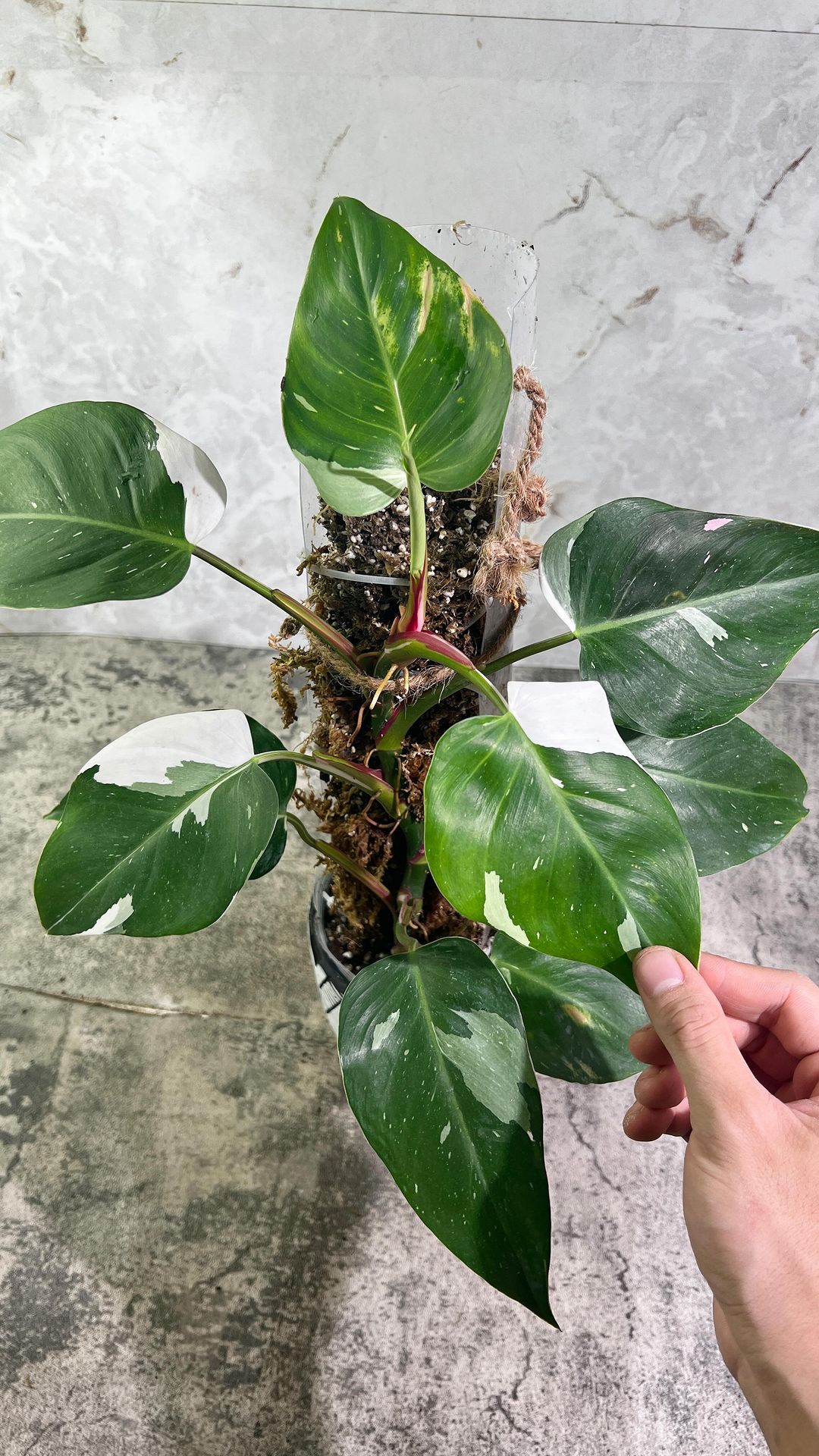 FREE with orders over $100 Philodendron White Princess Slightly Rooted node