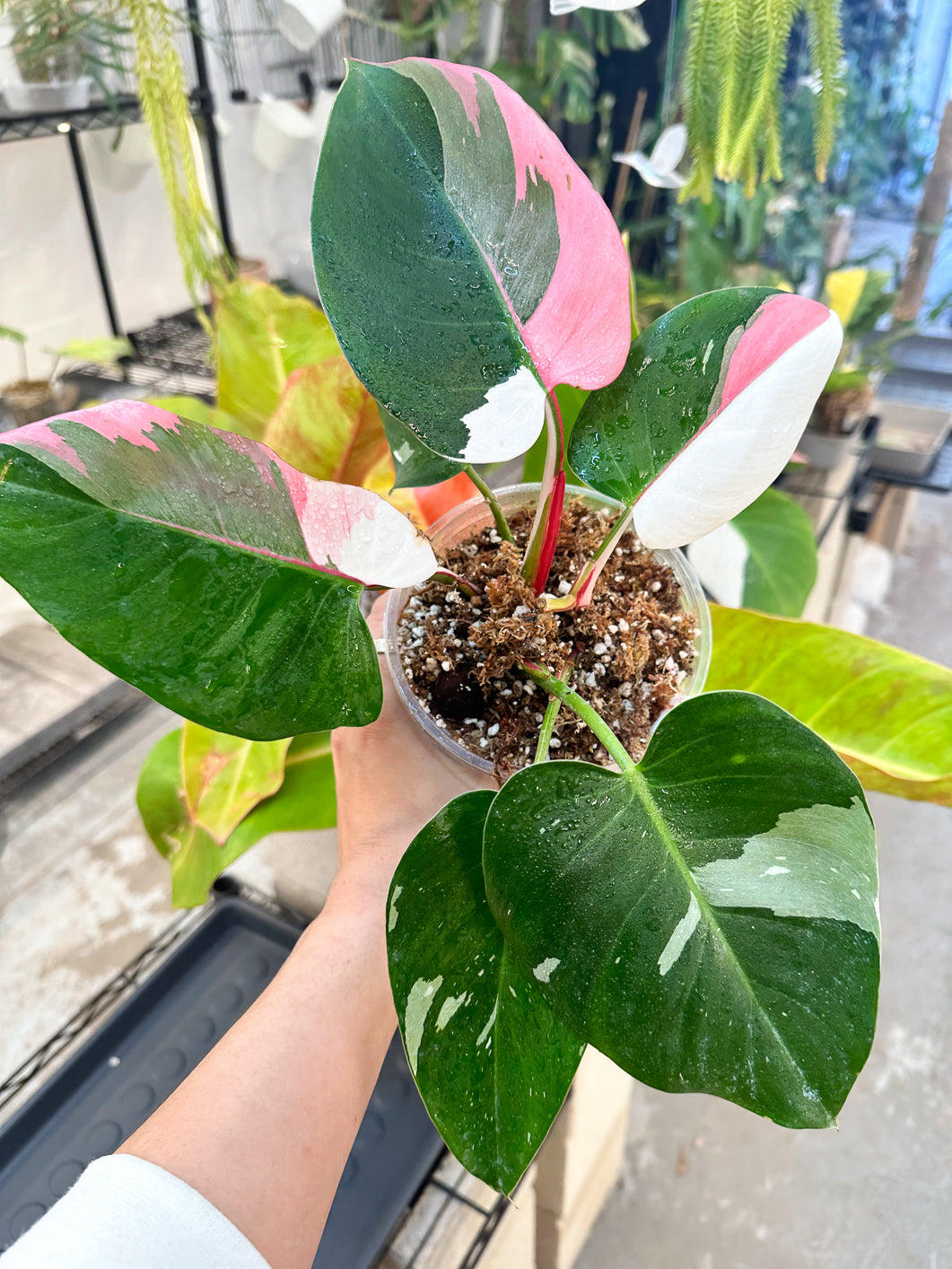 Philodendron White Princess tricolor Rooting 2 leaves