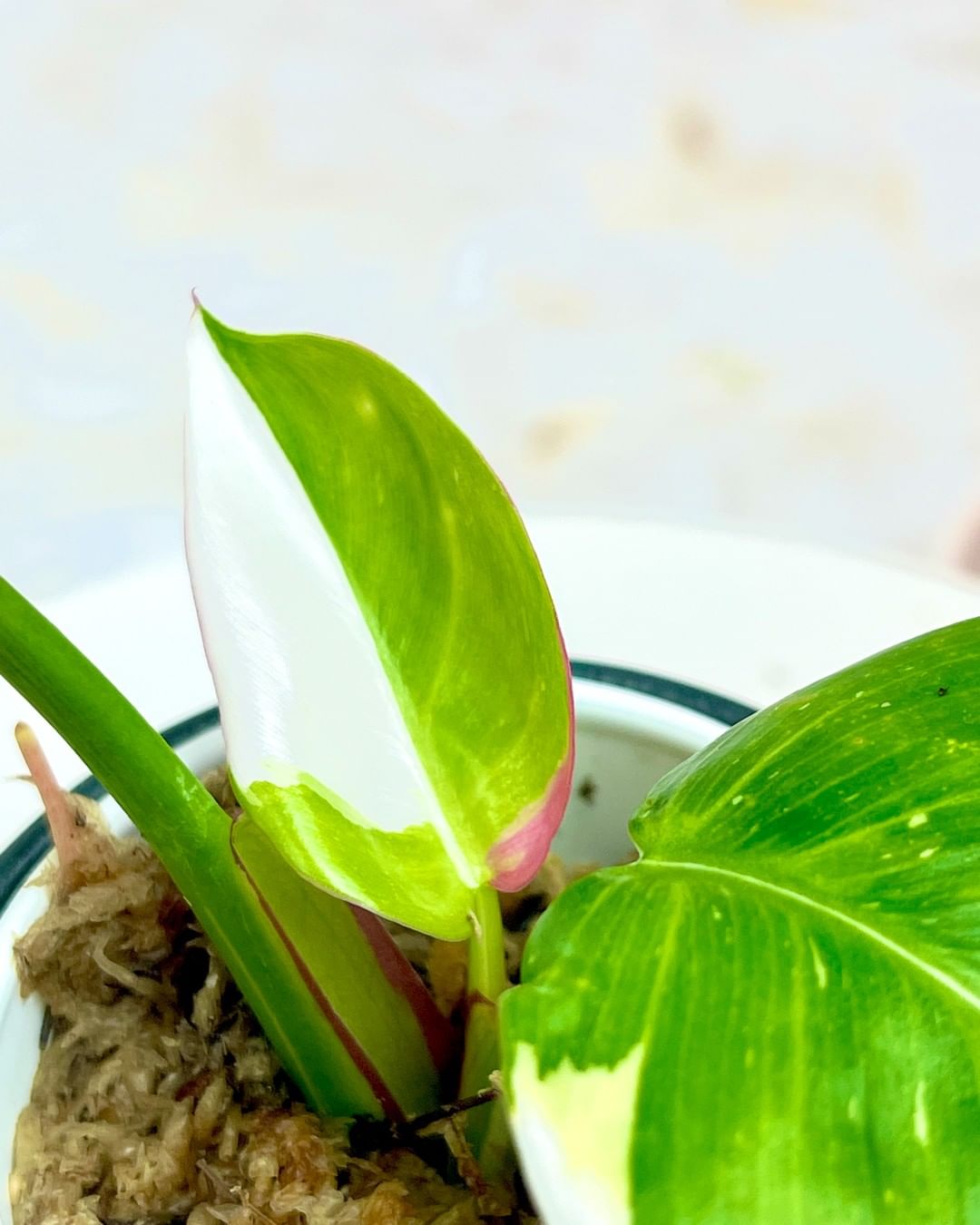 Philodendron White Princess tricolor Rooted 1 leaf