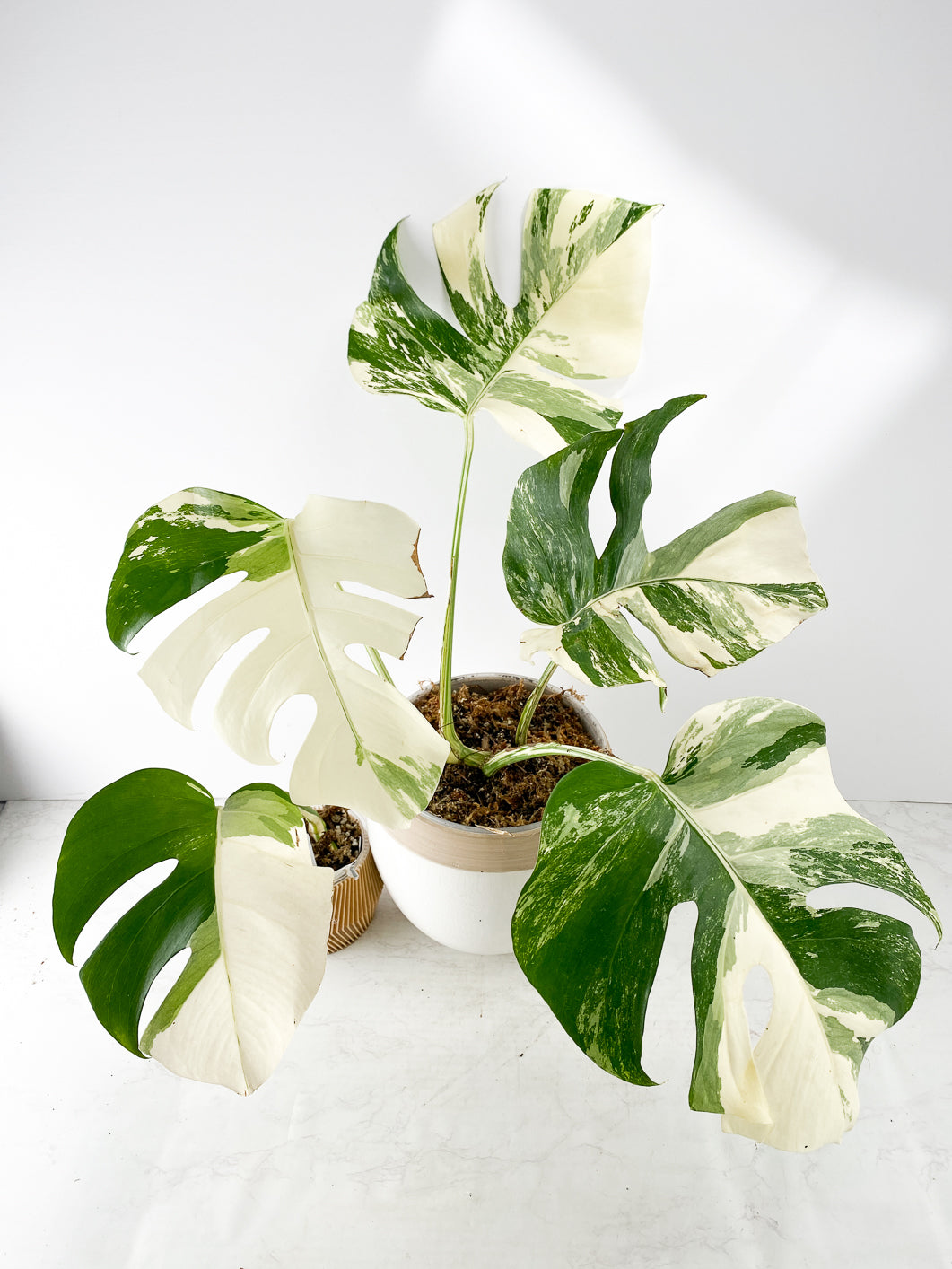 Monstera albo variegata White Tiger Rooted 1 leaf multiple nodes Slightly Rooted Top Cutting