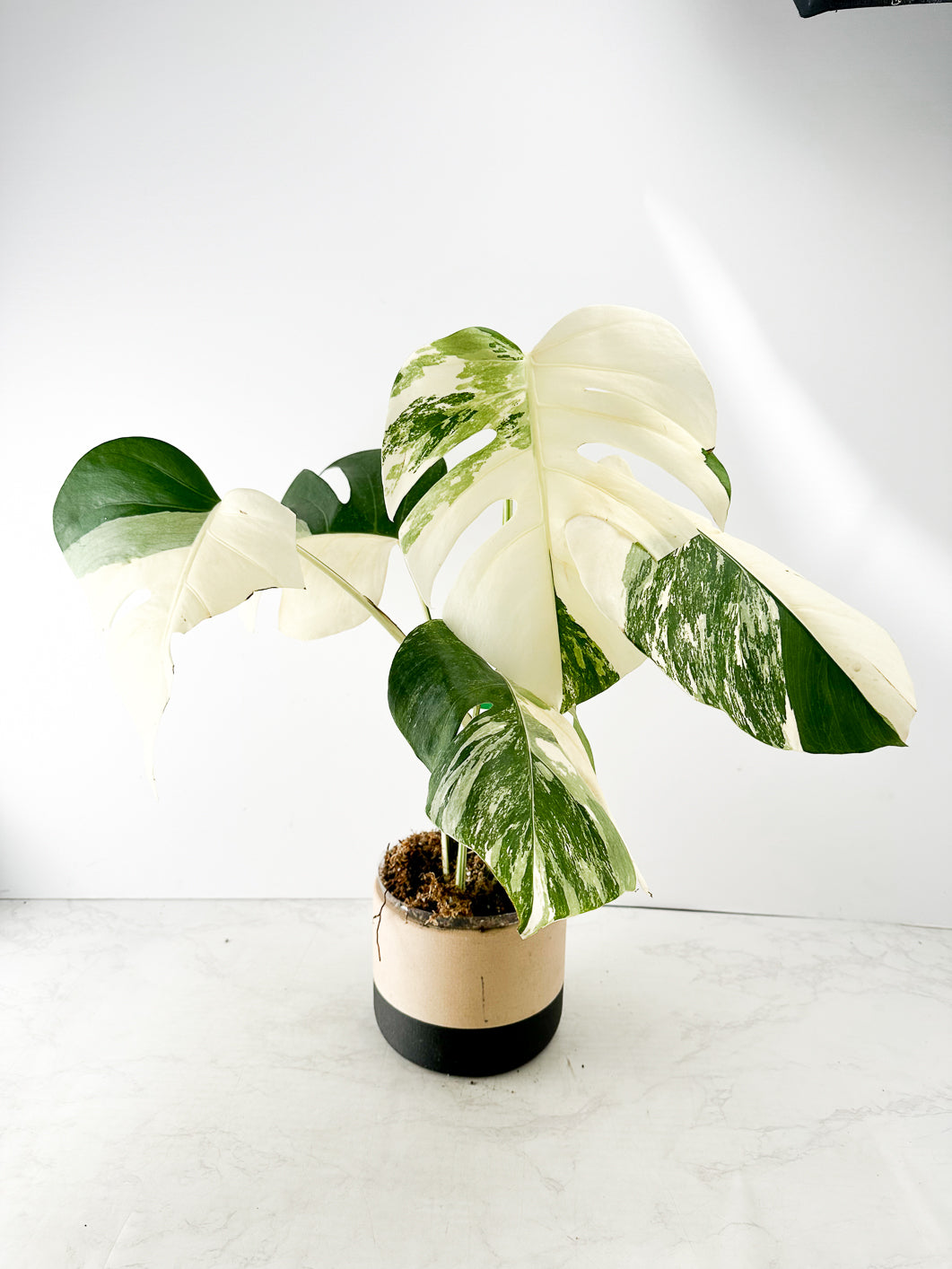 Monstera White Tiger Japanese 2 leaves Top Cutting