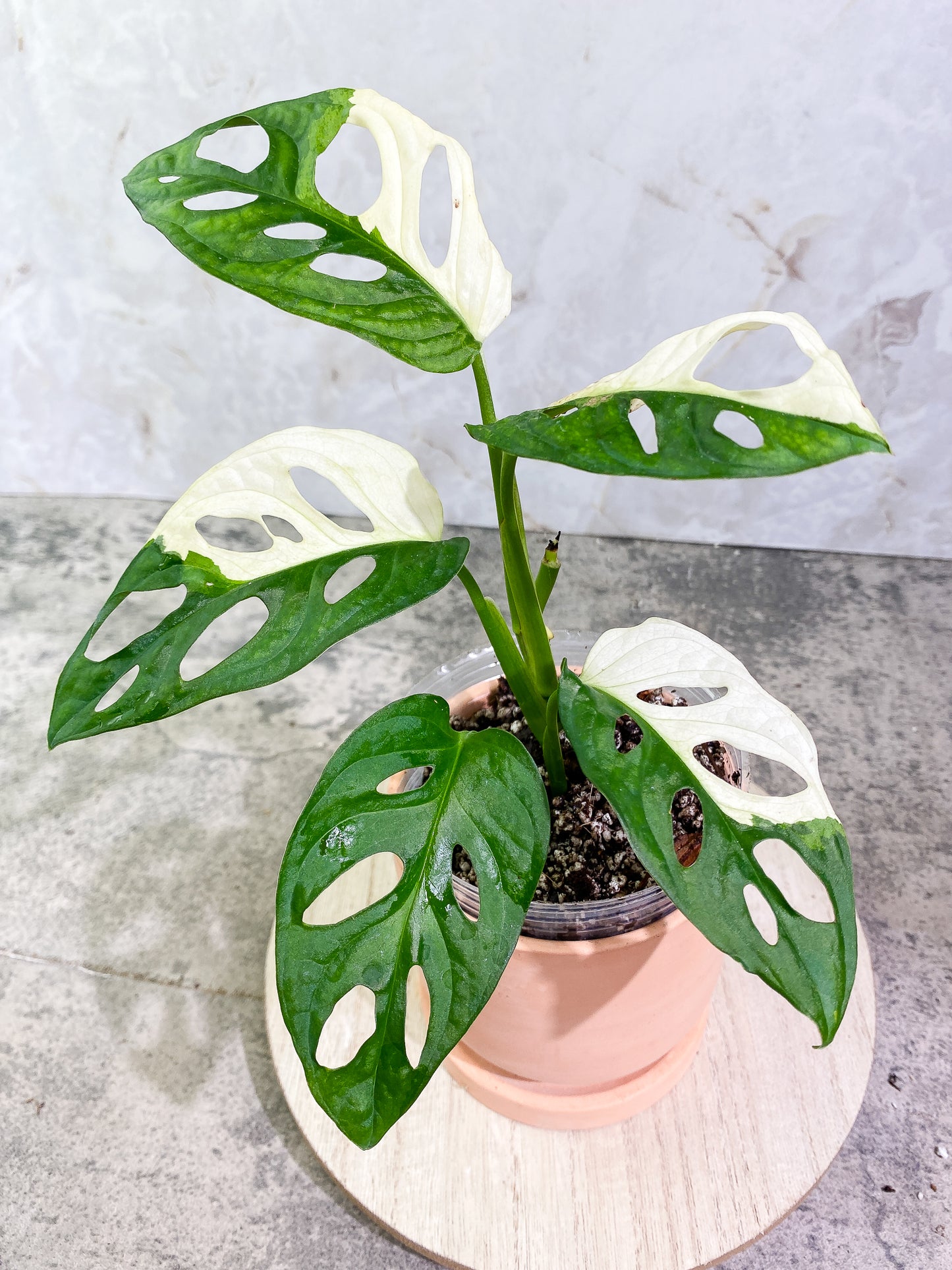 Monstera adansonii albo tricolor Slightly Rooted 2 leaves 2 growing buds