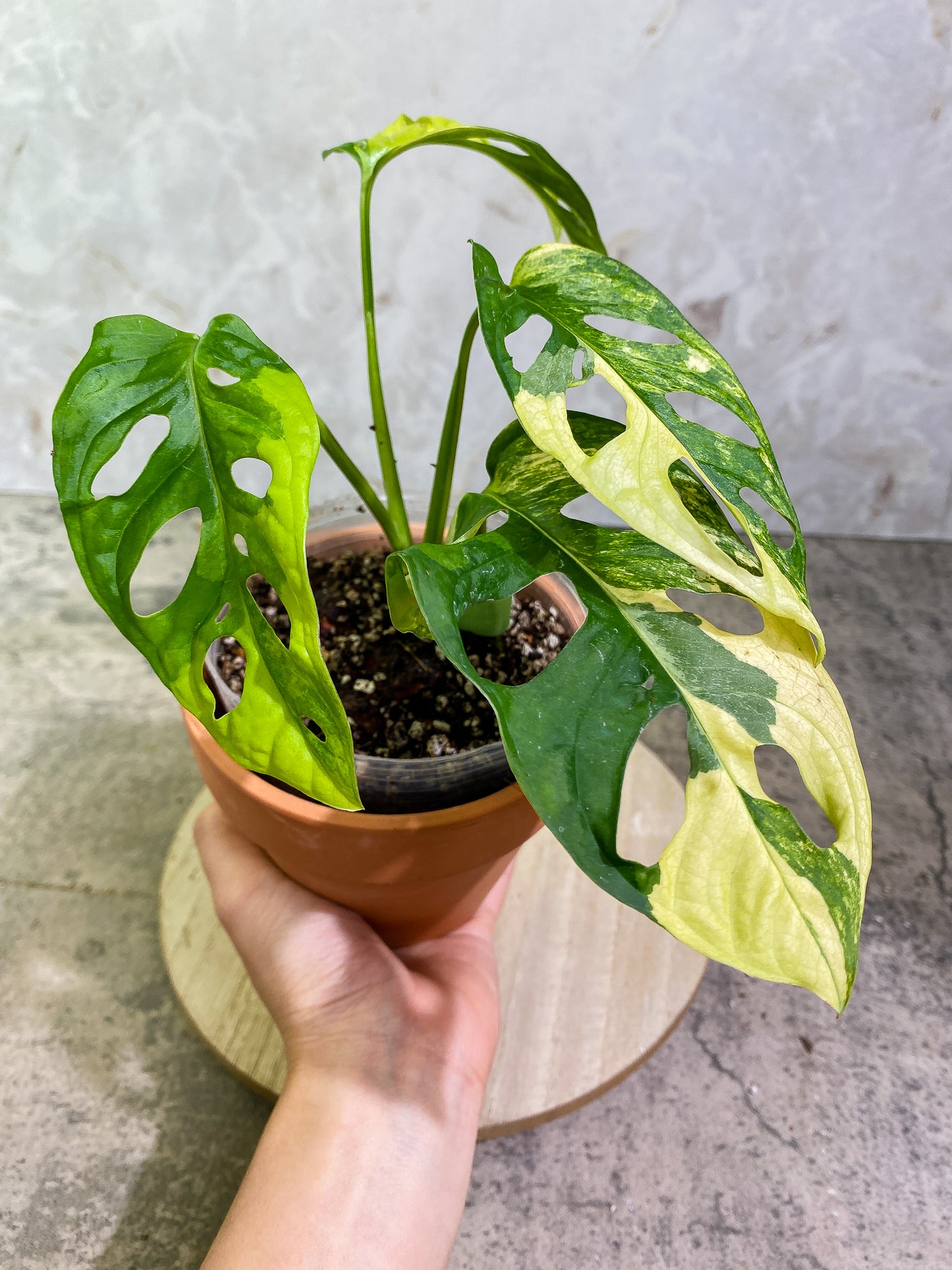 Monstera Adansonii Aurea tricolor fully rooted node 1 sprout