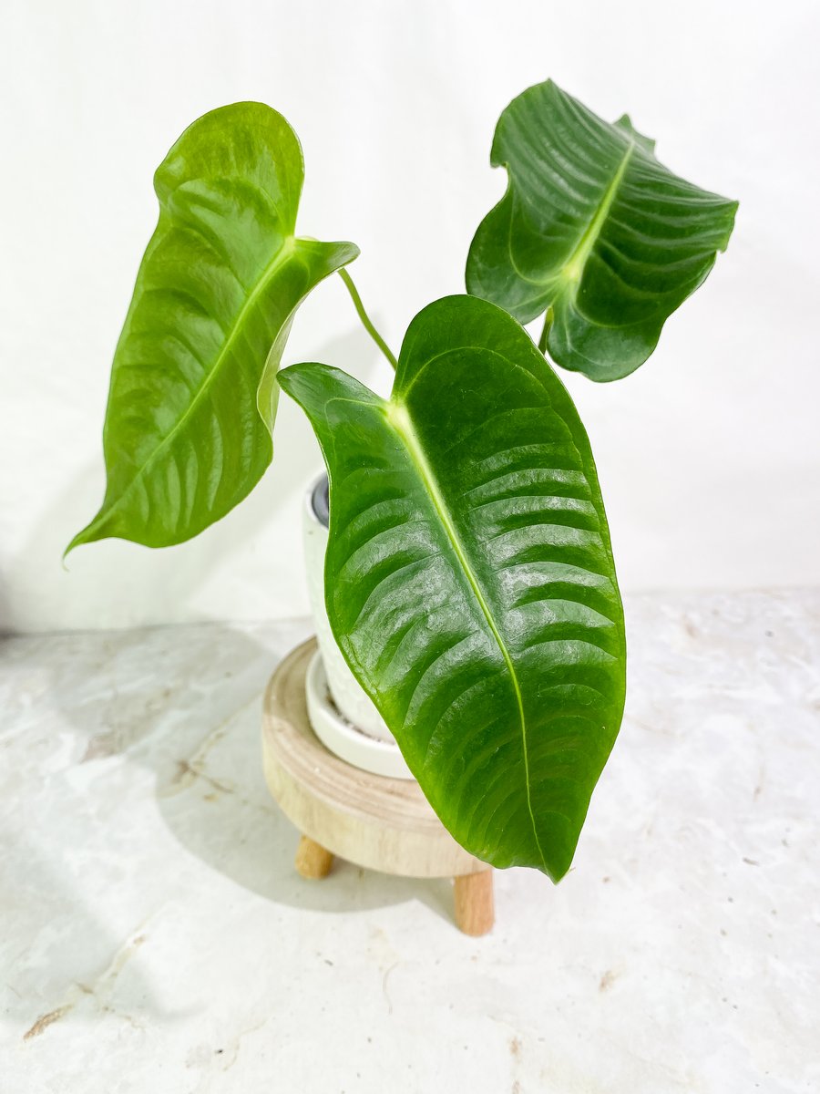 Growers Choice Anthurium veitchii king chonk unrooted