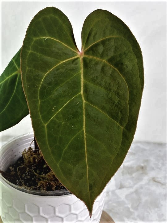 Anthurium Raven's Heart (Ace of Spades x Papillilaminum) rooted 1 leaf 1 sprout