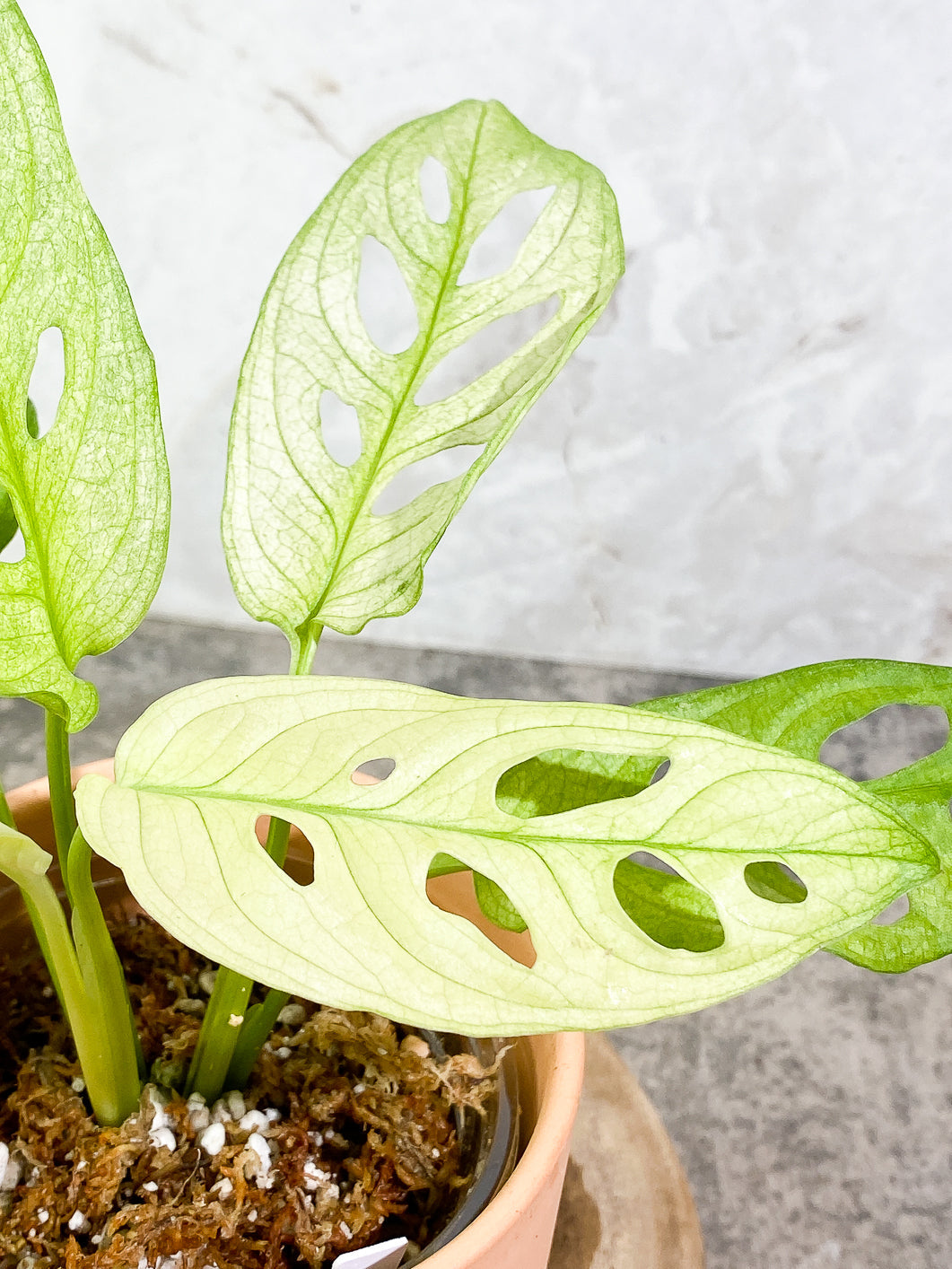 Monstera Adansonii Archipelago Slightly Rooted double nodes