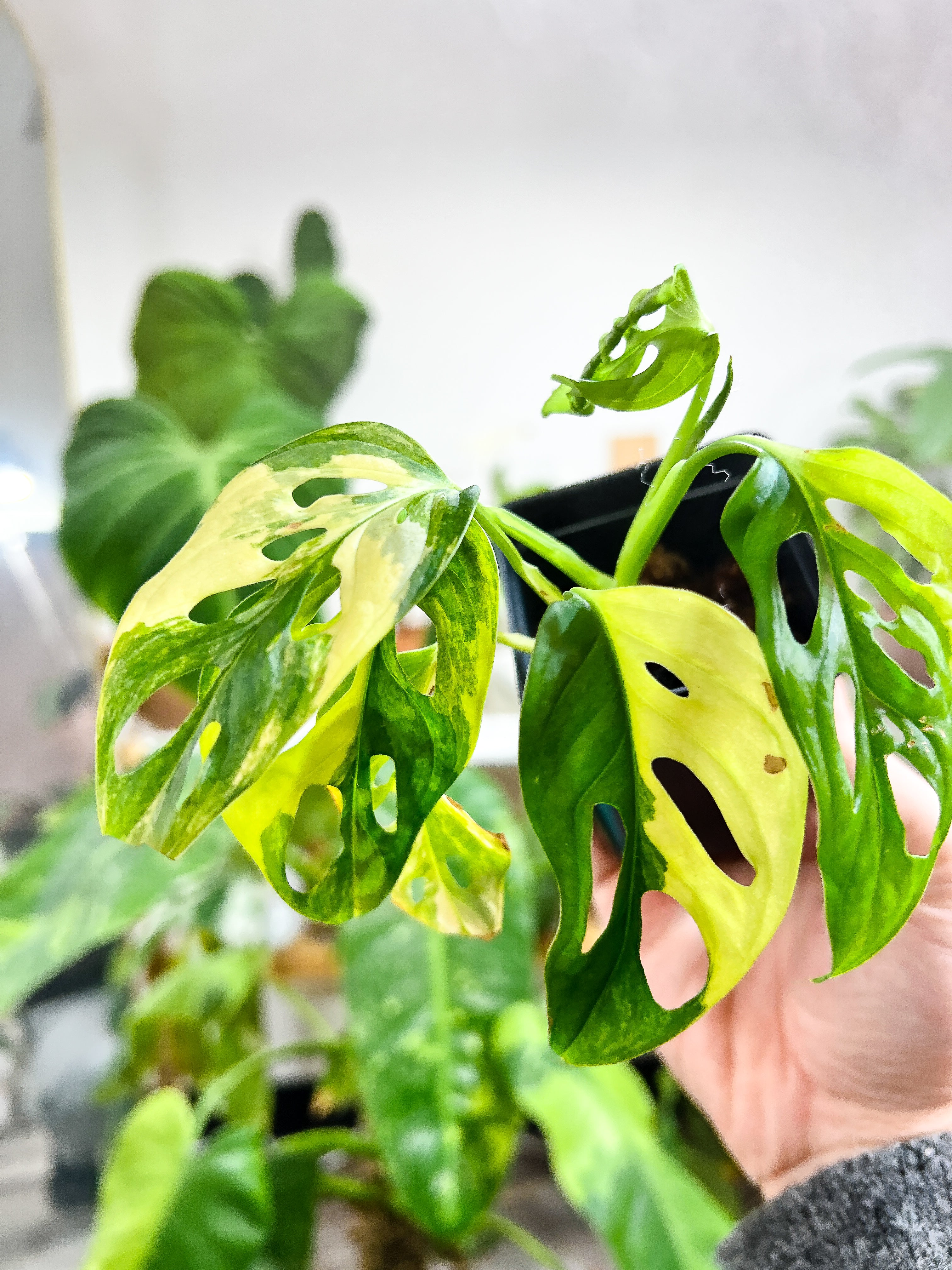 Monstera adansonii Aurea (Yellow variegated) Rooted double node from Highly Variegated  mother plant