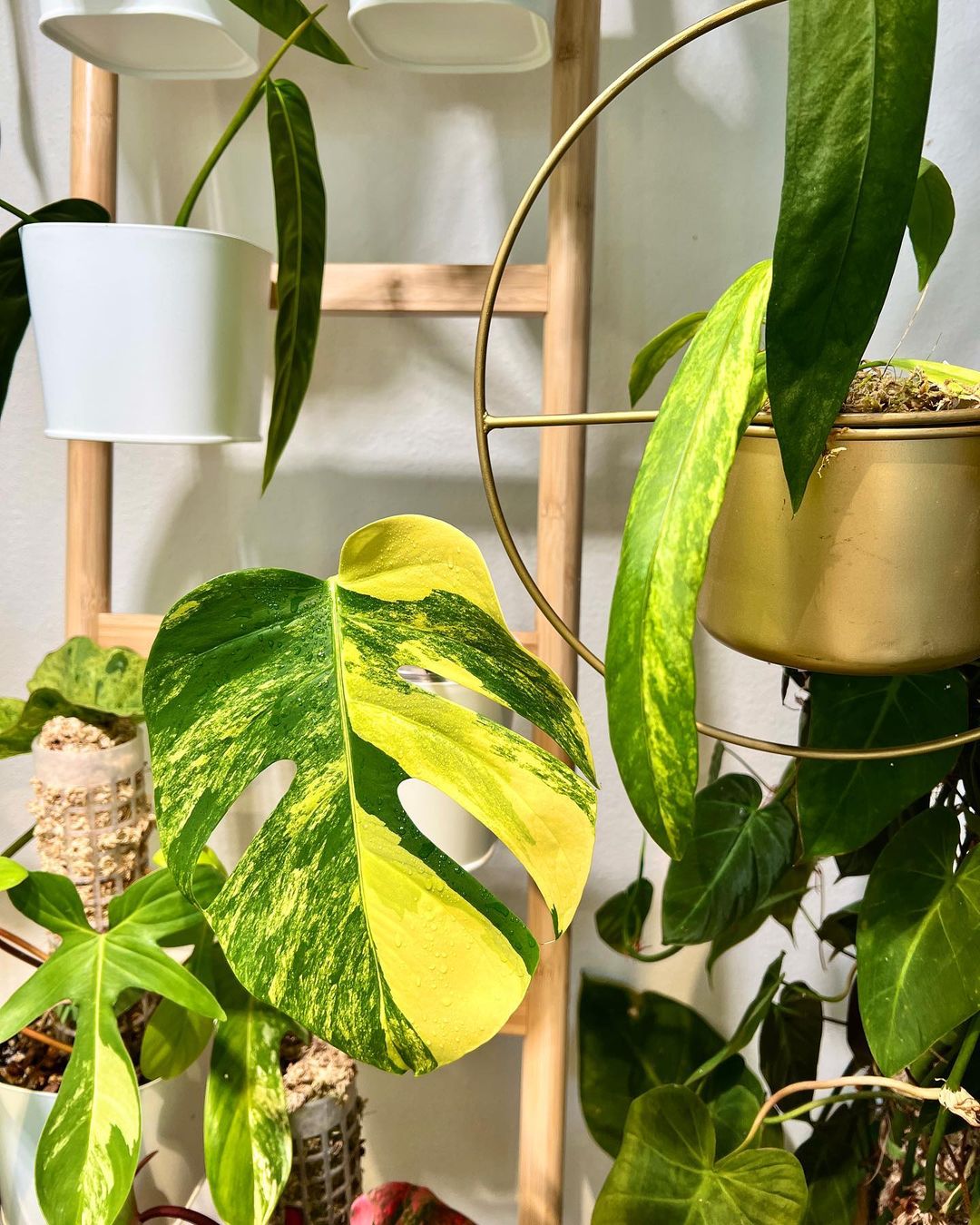 Monstera Aurea double node rooting