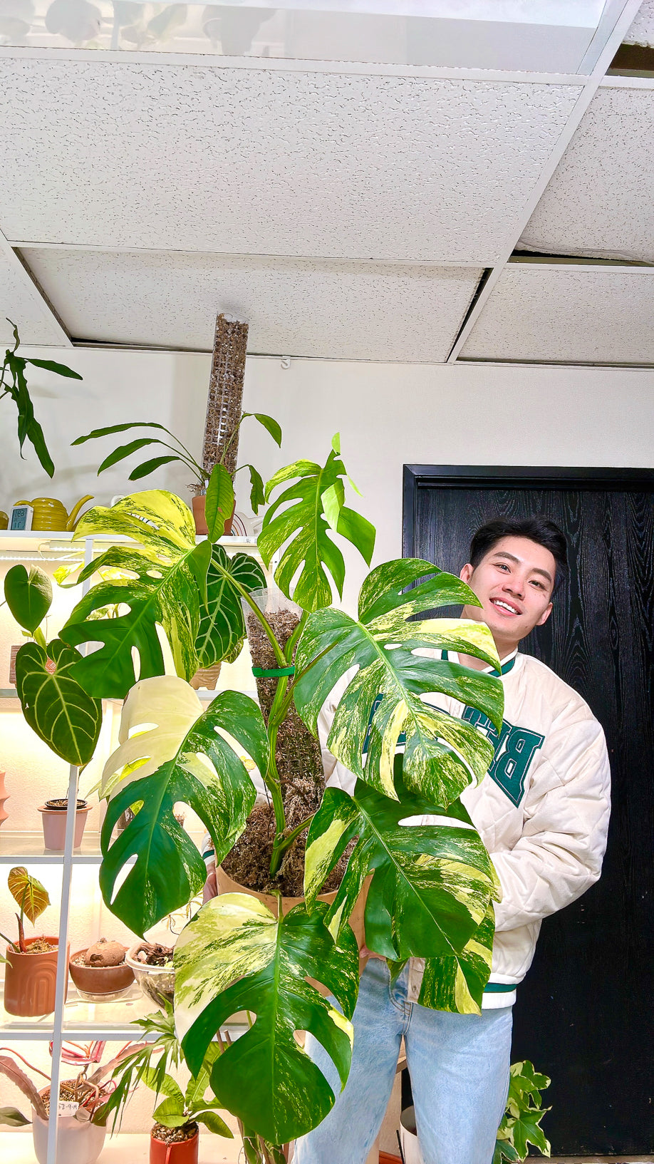 Monstera aurea tricolor Rooted node 1 growing bud
