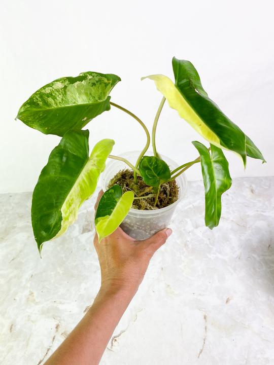 Philodendron Variegated burlemarx Slightly Rooted Node from Highly Variegated  mother plant