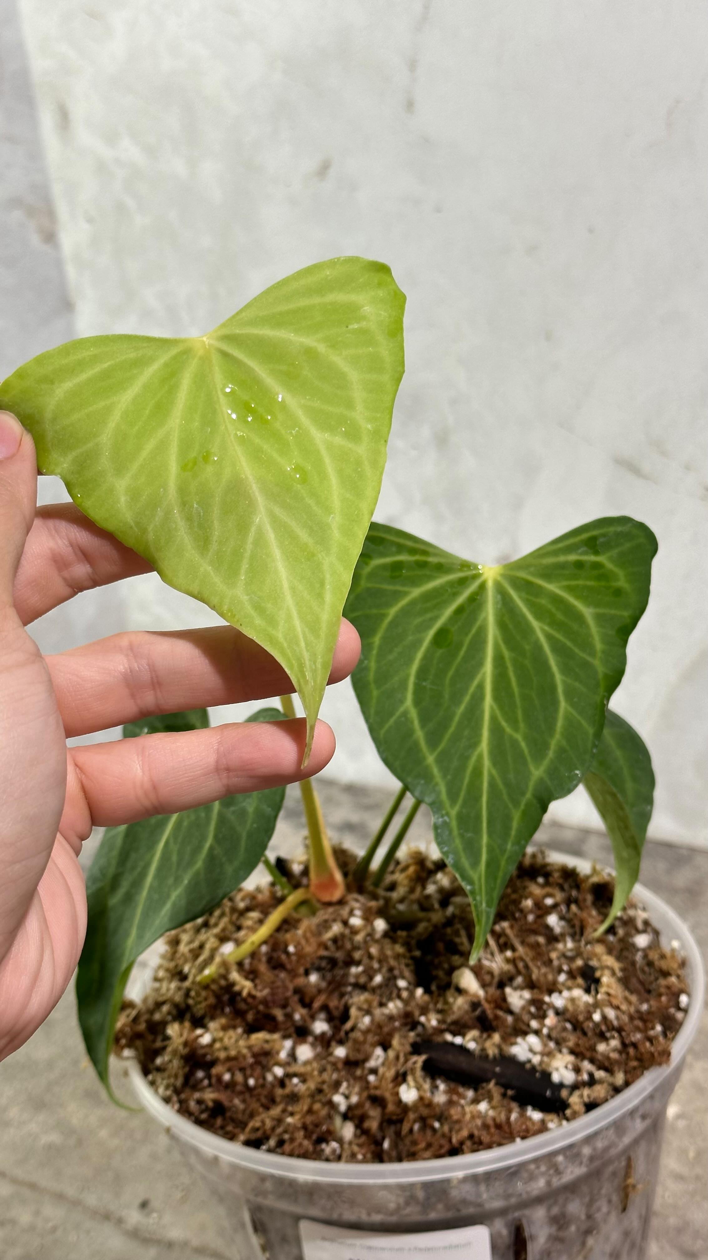 Anthurium Clarinervium x Pedatoradiatum  Rooting node 1 sprout