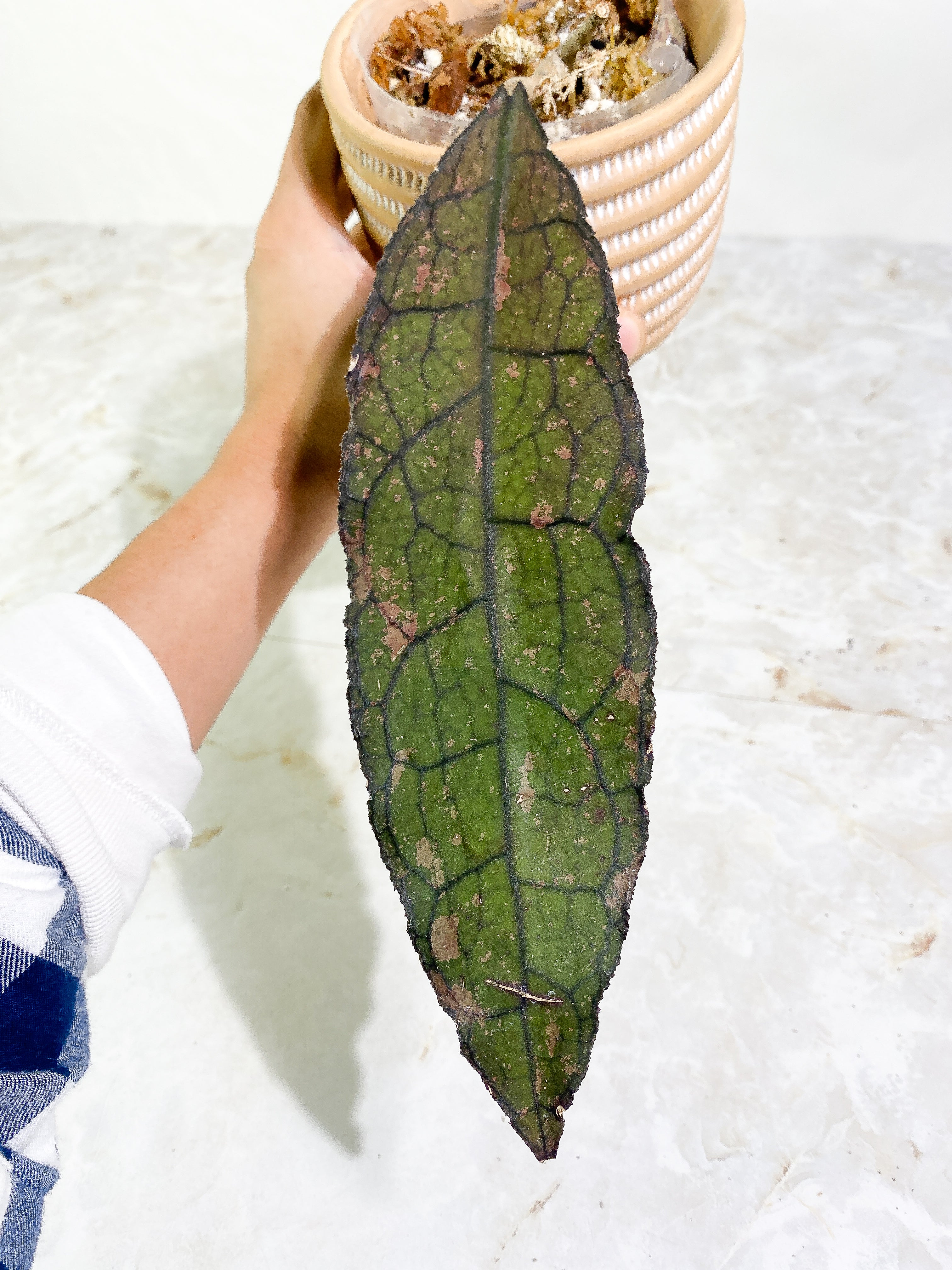 Hoya Clemensiorum node Rooted