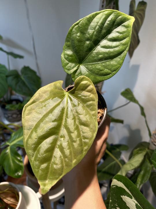 Anthurium debilis Slightly Rooted node