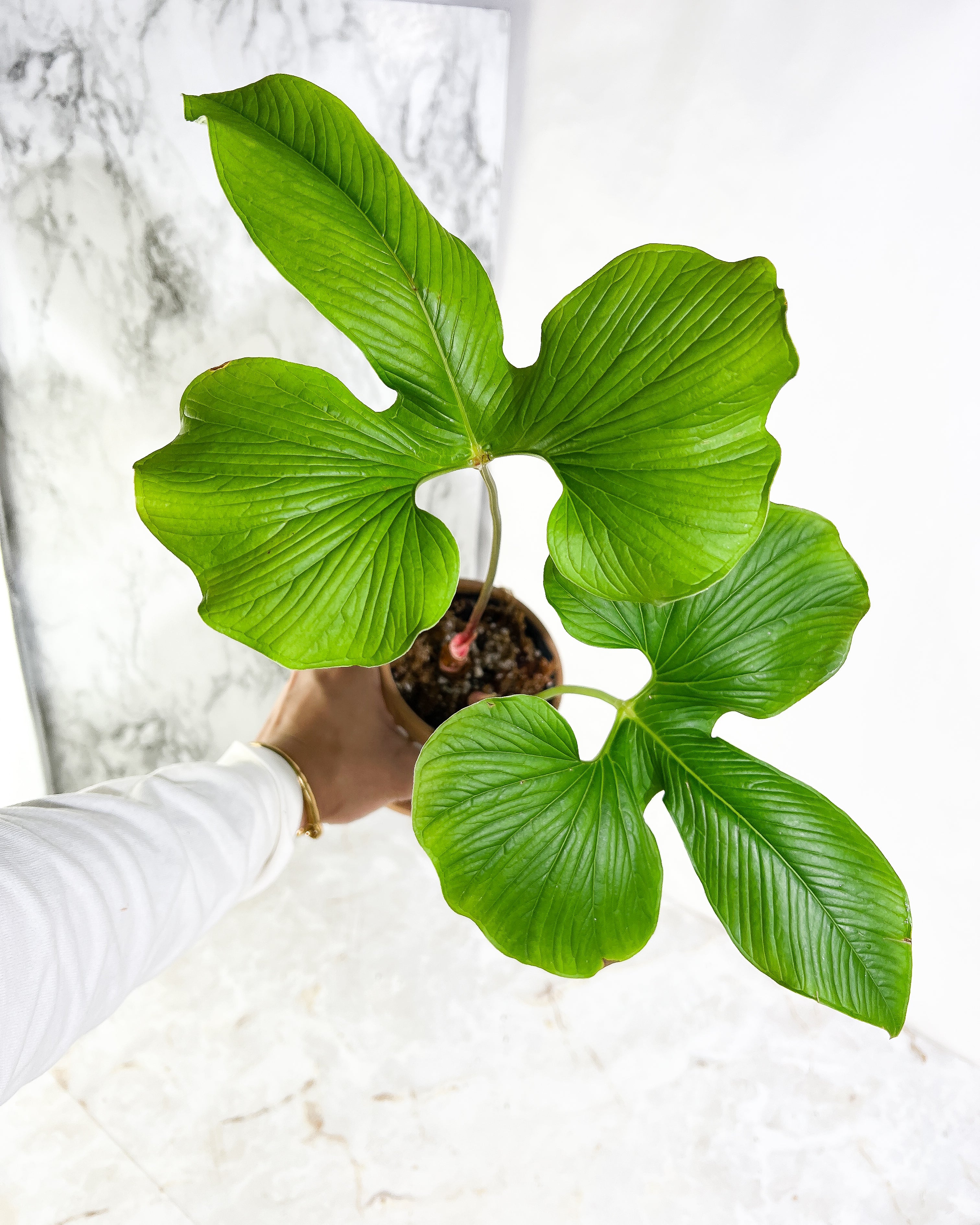 Anthurium draconopterum double unrooted node