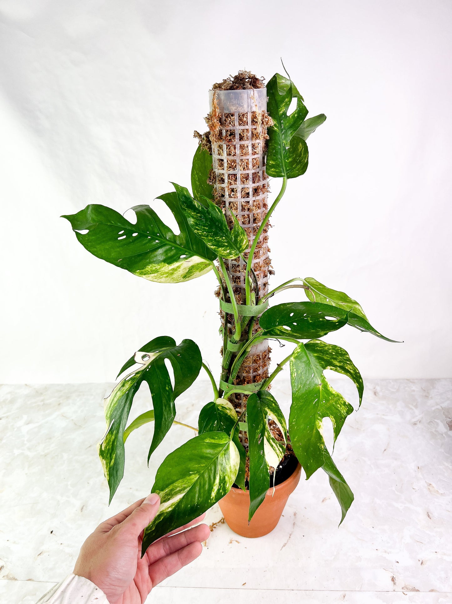 Grower Choice: Epipremnum Pinnatum Golden Flame rooted node