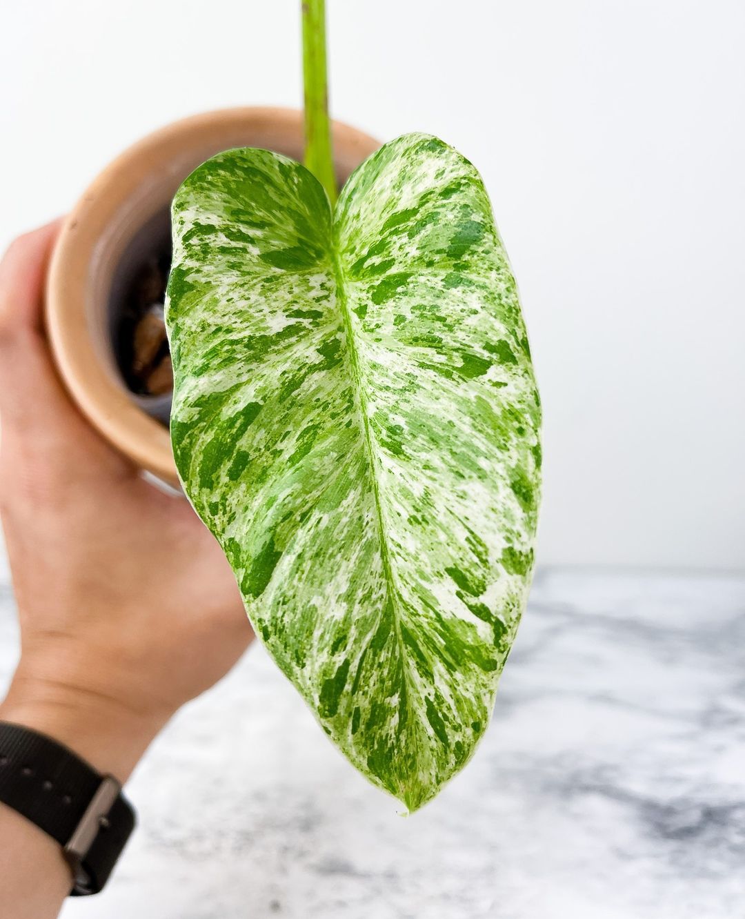 Philodendron Giganteum Blizzard Variegated Rooting node 1 growing bud