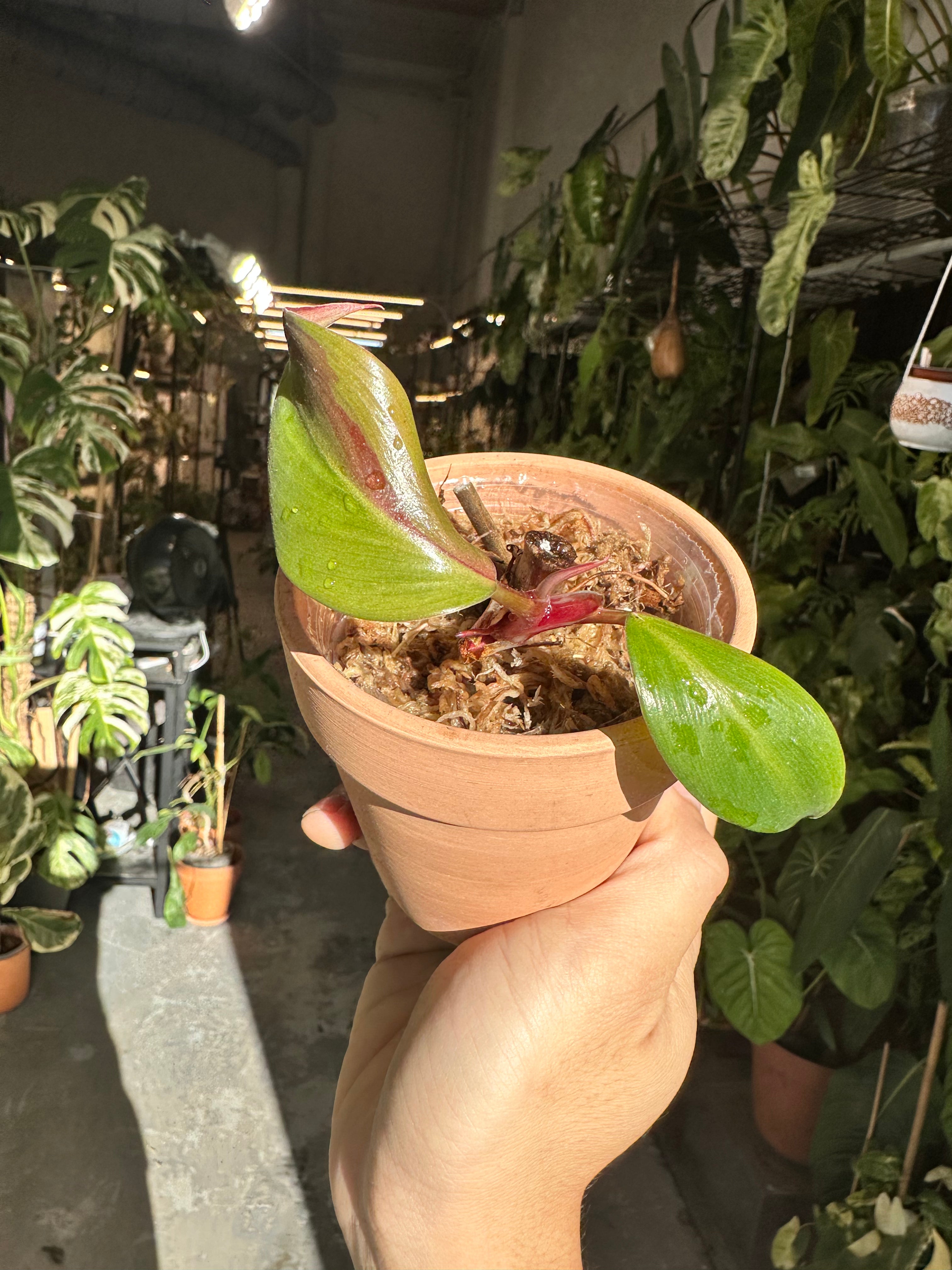 Philodendron White Knight Tricolor