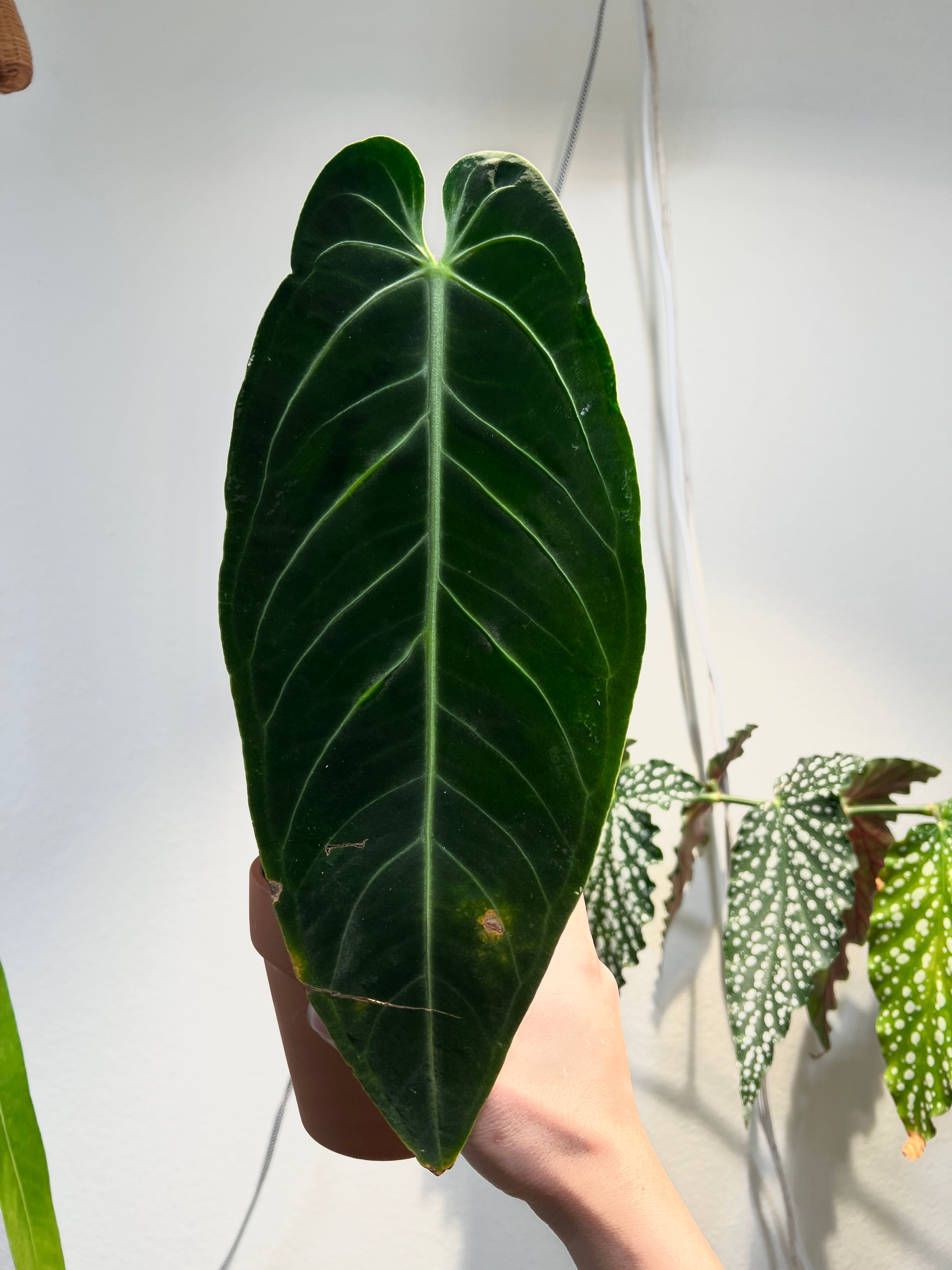 Anthurium warocqueanum round node 1 bud