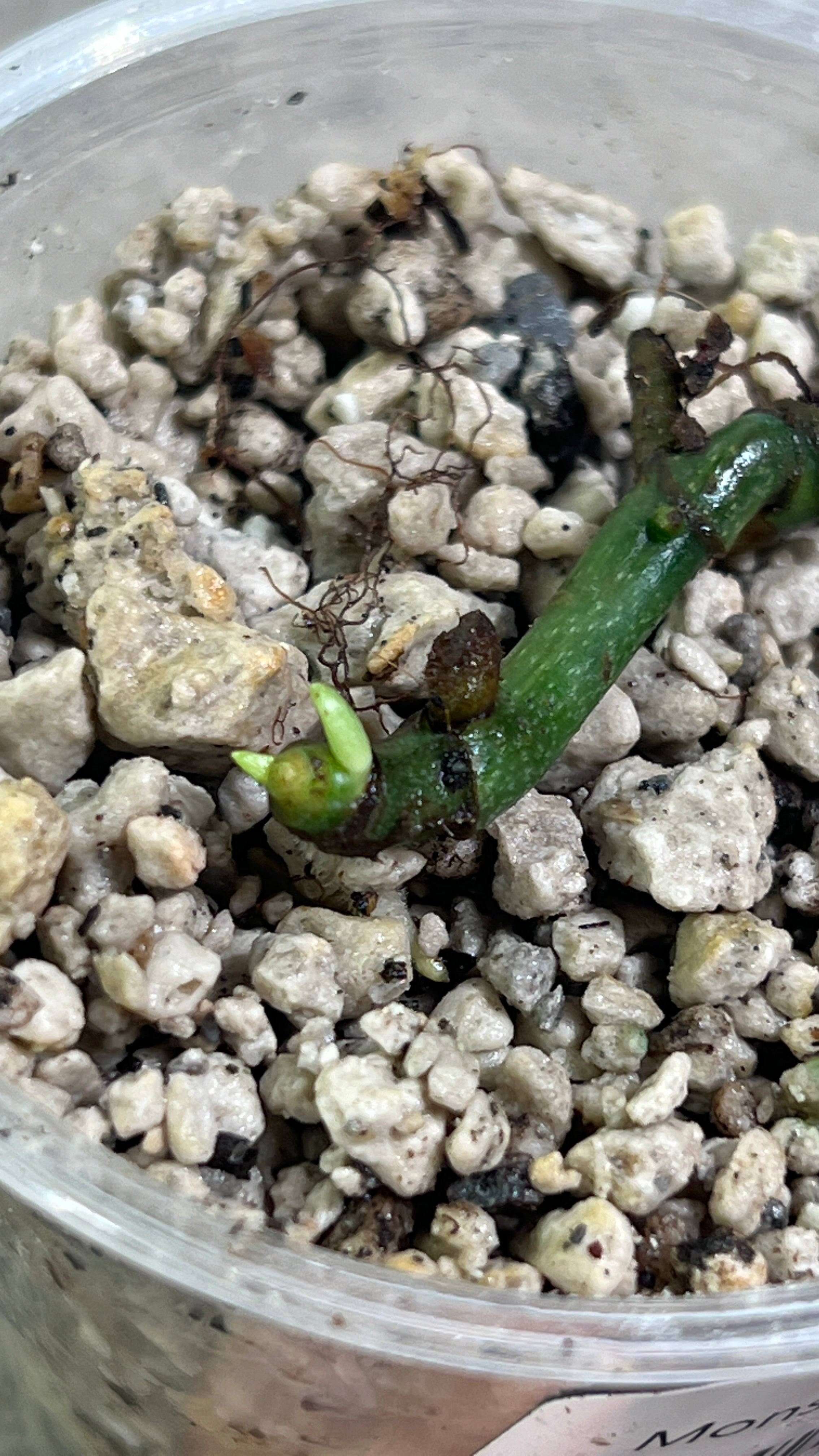 $5 addon: Monstera peru variegated rooting triple sprouts ($25 value)