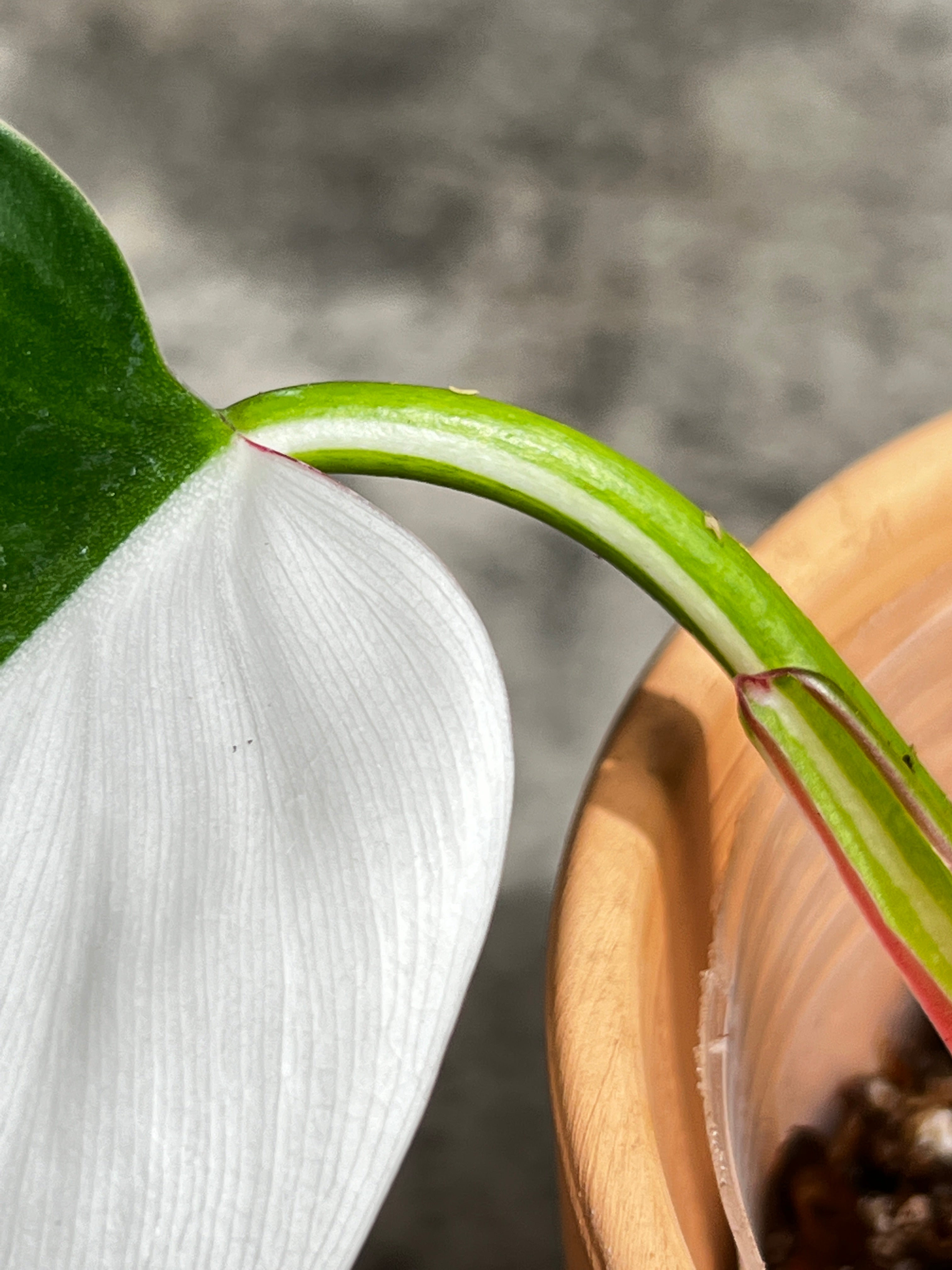 Philodendron white princess slightly rooted  1 leaf half moon