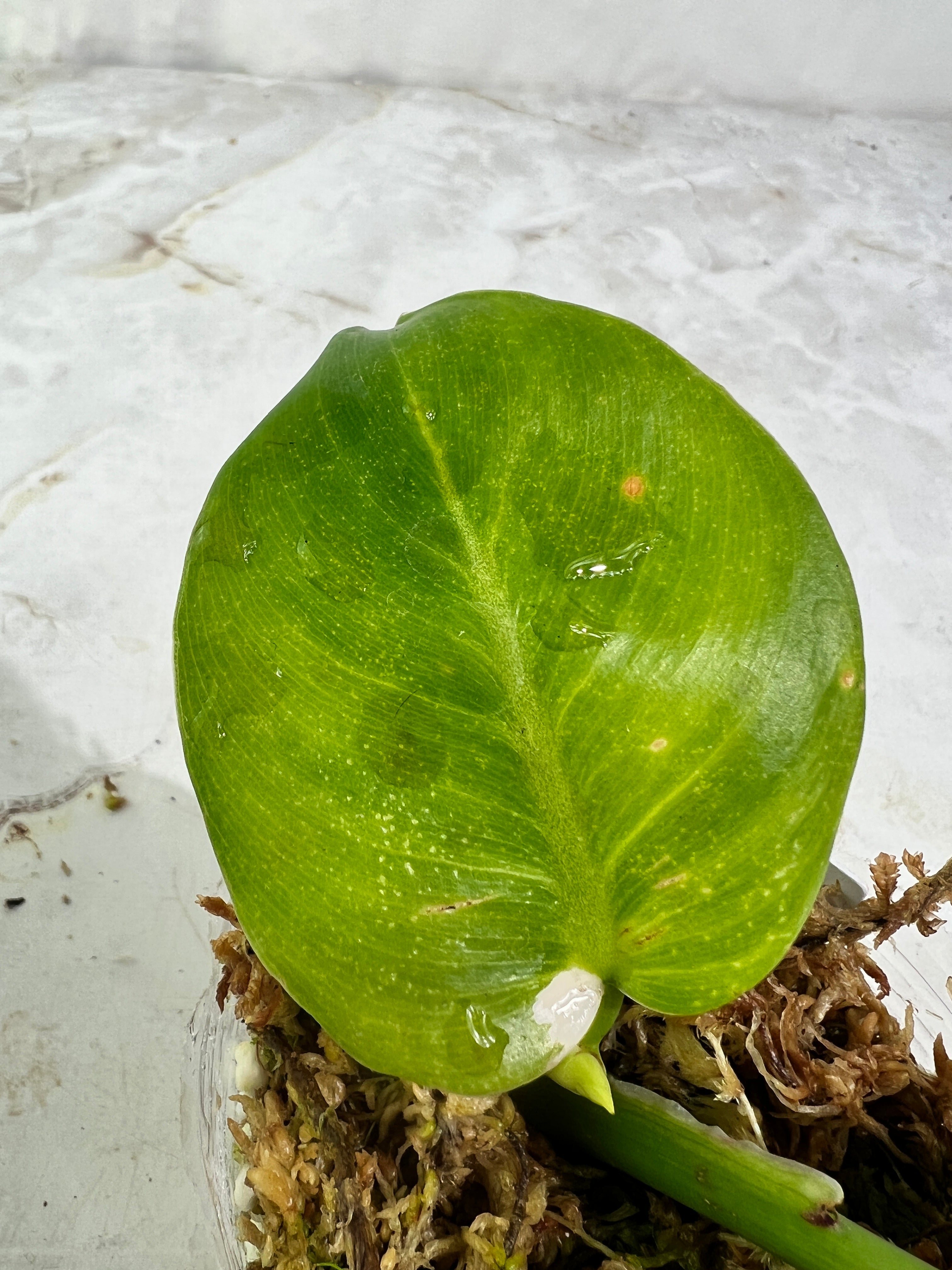 Philodendron white wizard slightly rooted  2 leaves 1 sprout top cutting