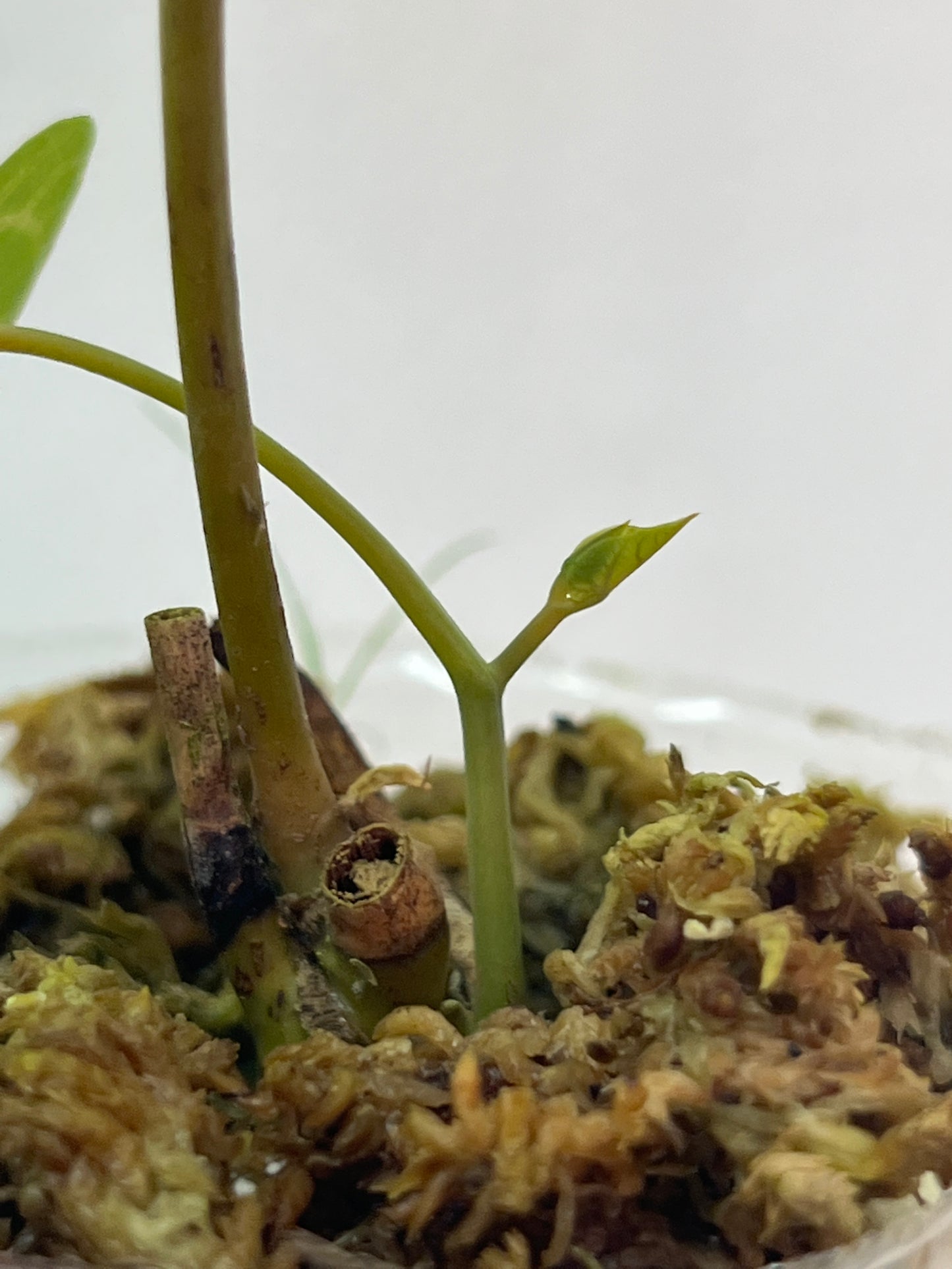 Aristolochia Leuchoneura rooted