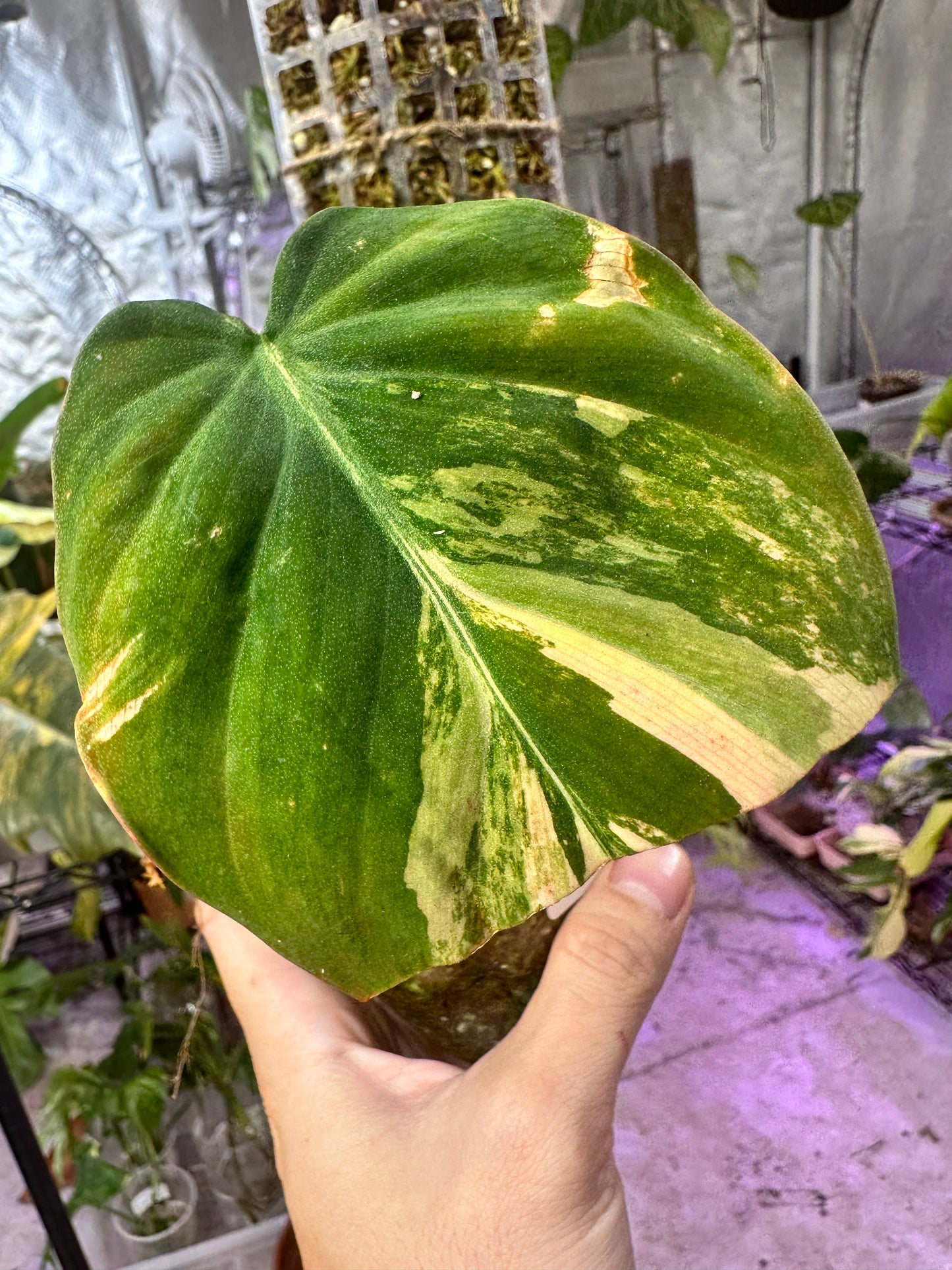 PHILODENDRON Mican Variegated Aurea pink 1 leaf 1 sprout Rooted