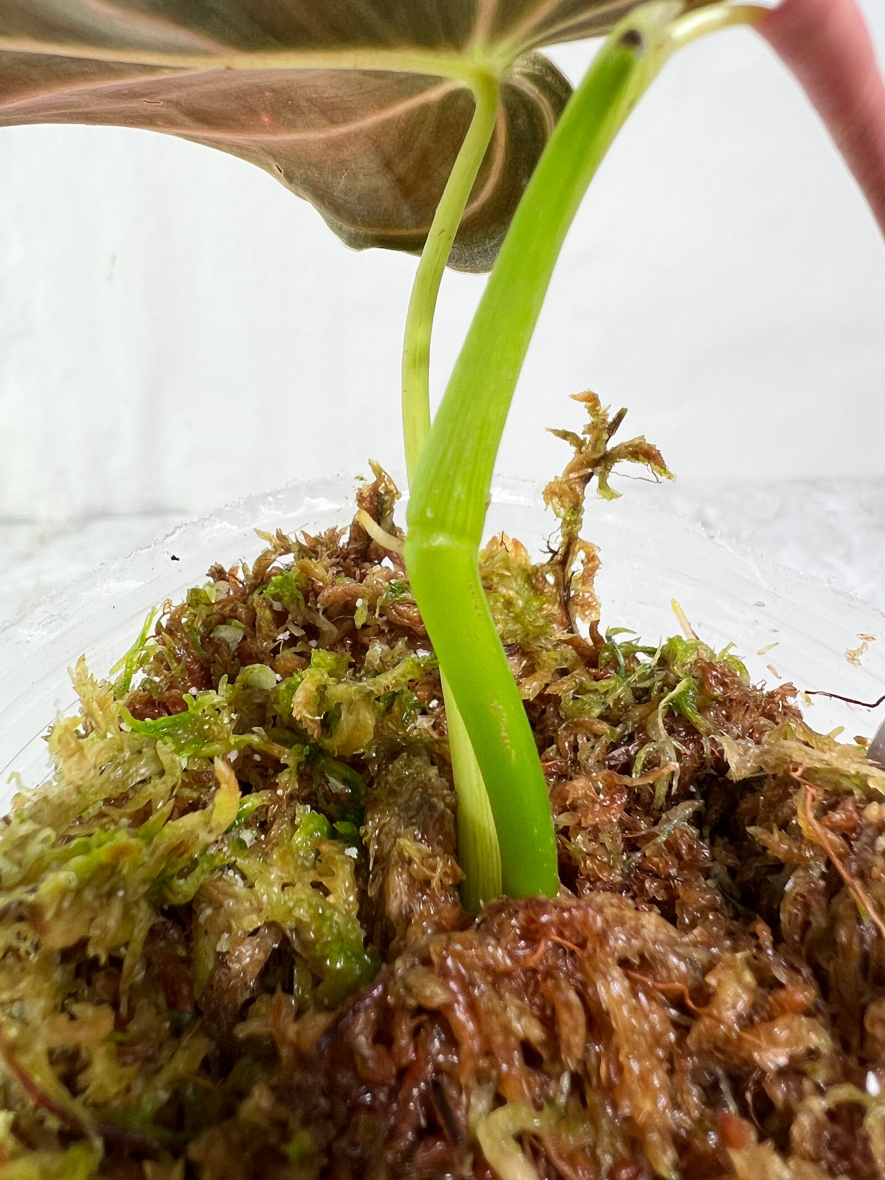 Philodendron melanochrysum rooted 2 leaves top cutting