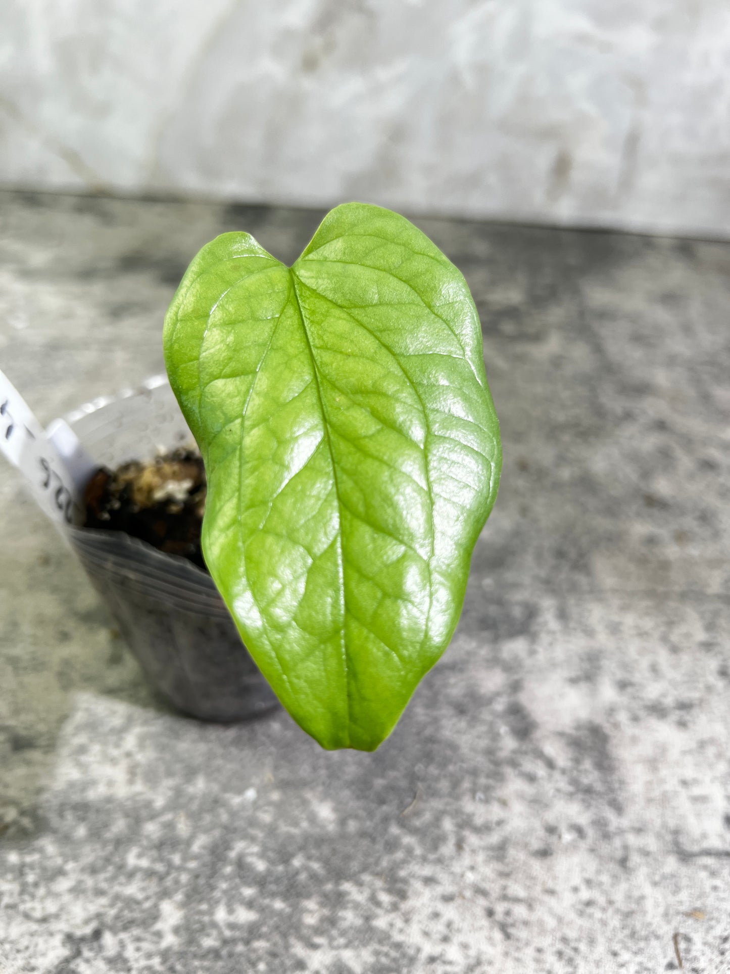 Growers choice Amydrium silver node with 1 leaf 1 sprout rooted