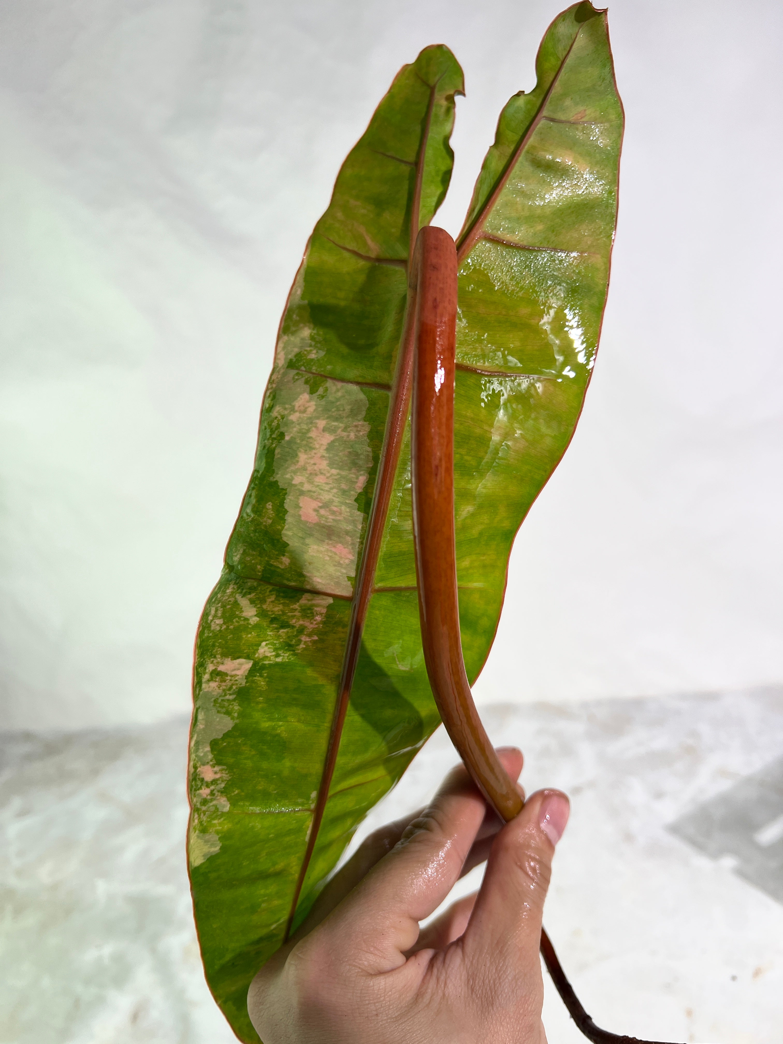 Philodendron Billietiae variegated unrooted cutting highly Variegated