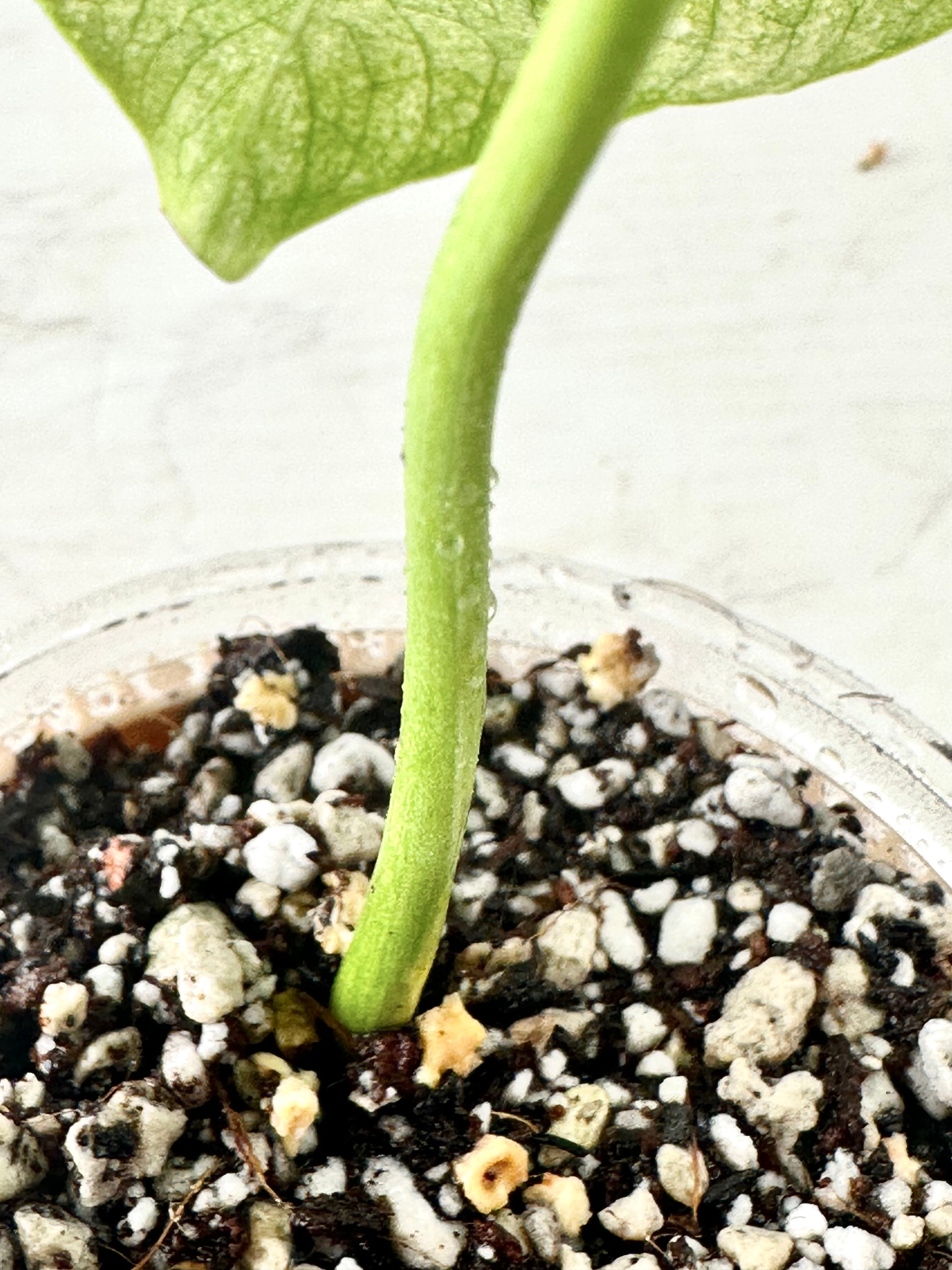 Monstera full mint rooting  1 leaf top cutting in soil for 1 month