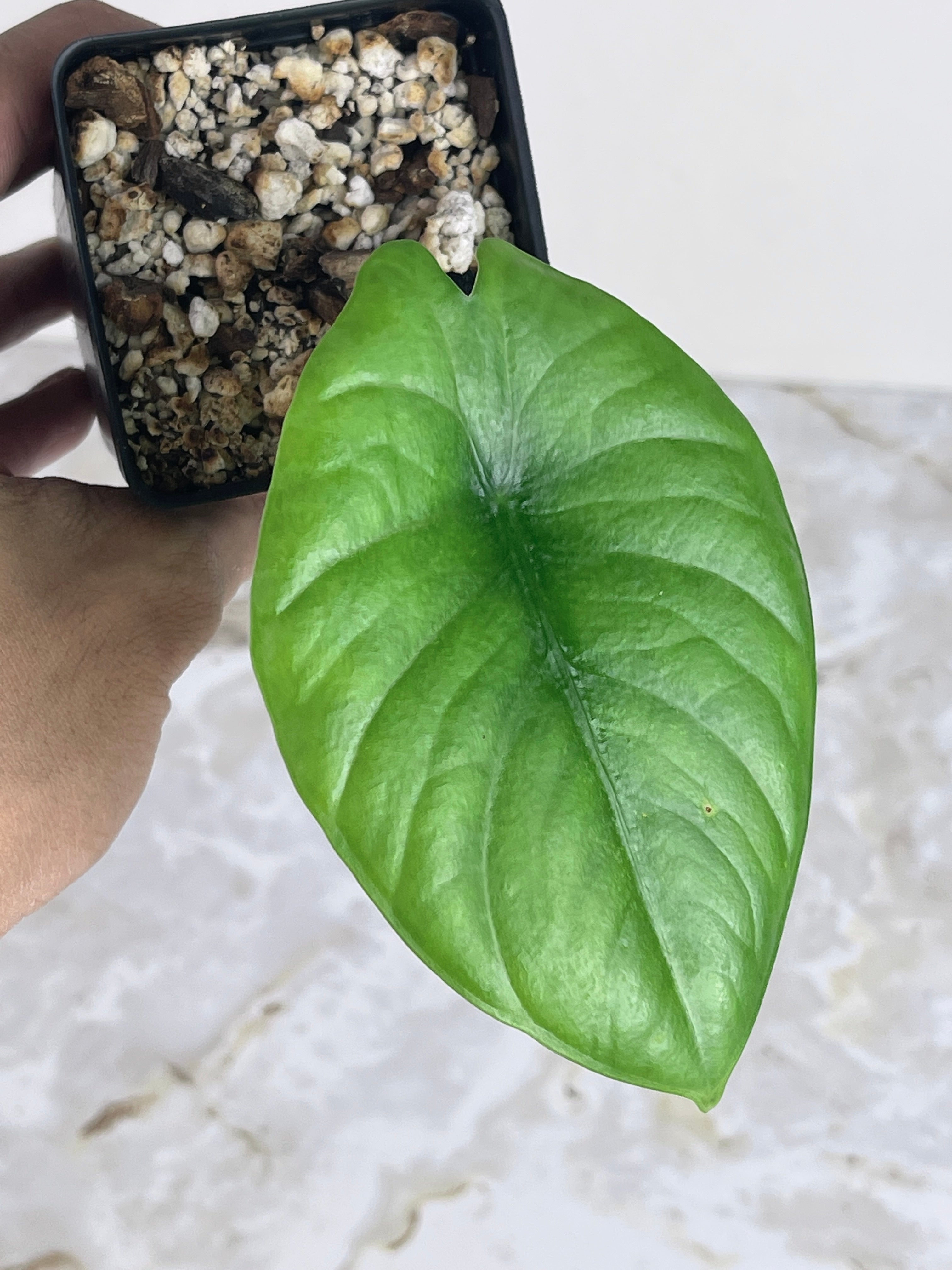 Private sale: alocasia Reginae