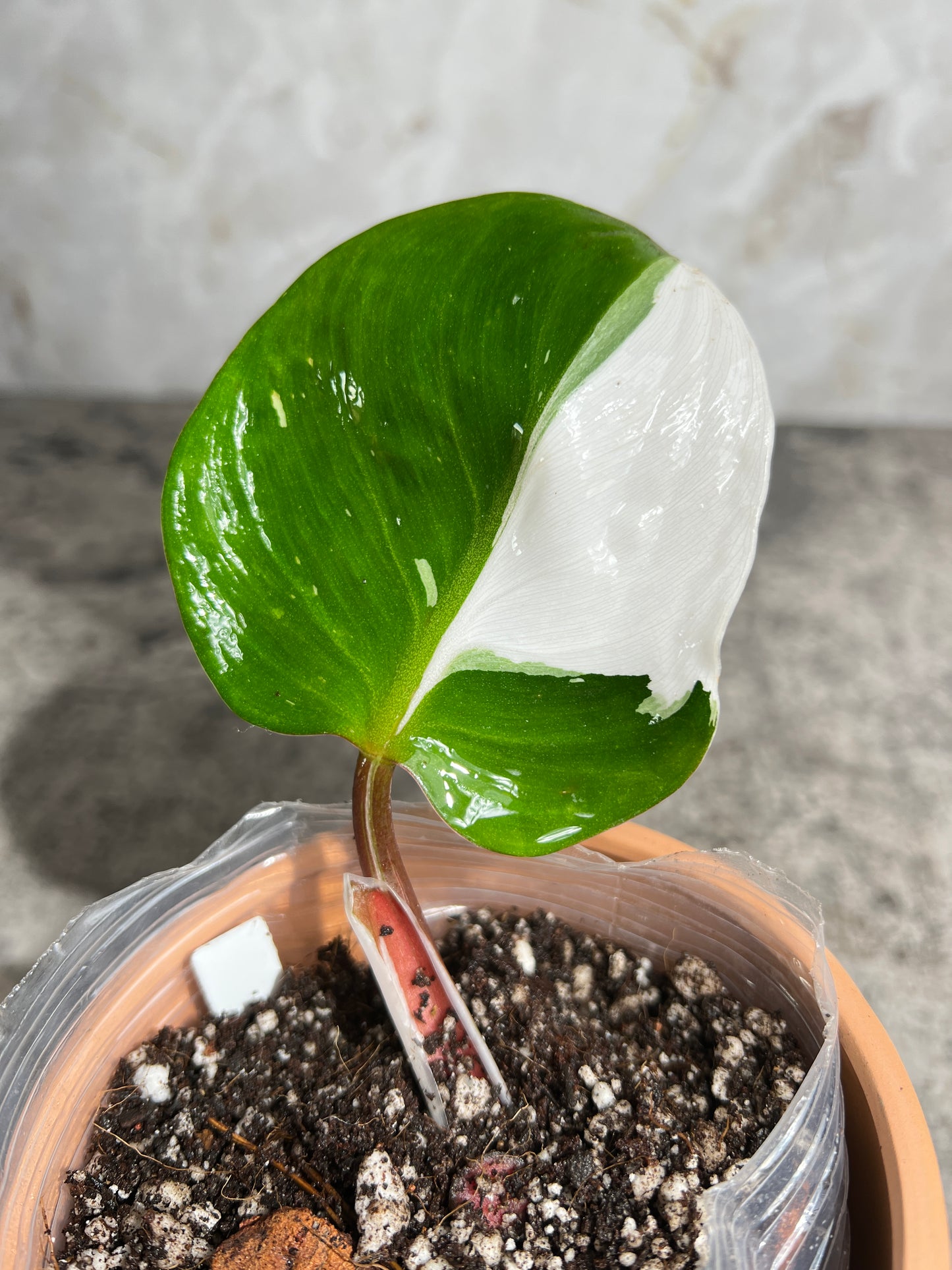 Philodendron white knight slightly rooted  1 leaf highly Variegated